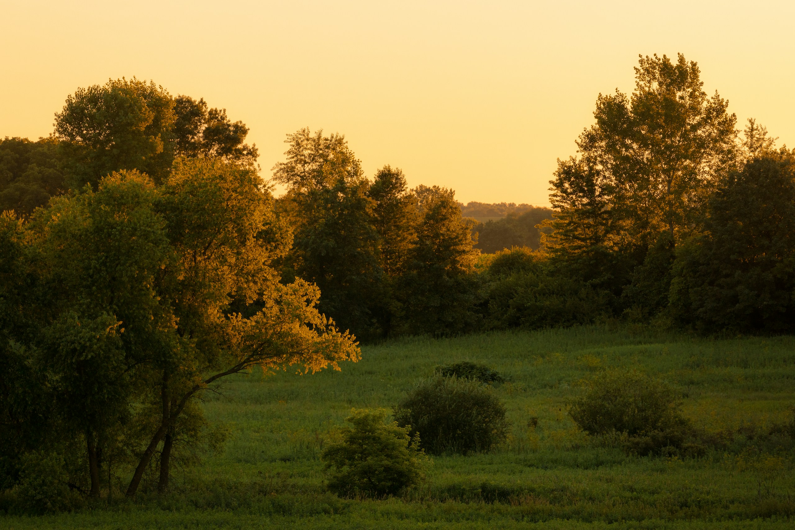 Golden Hour Over a Lush Green Meadow and Trees HD Wallpaper
