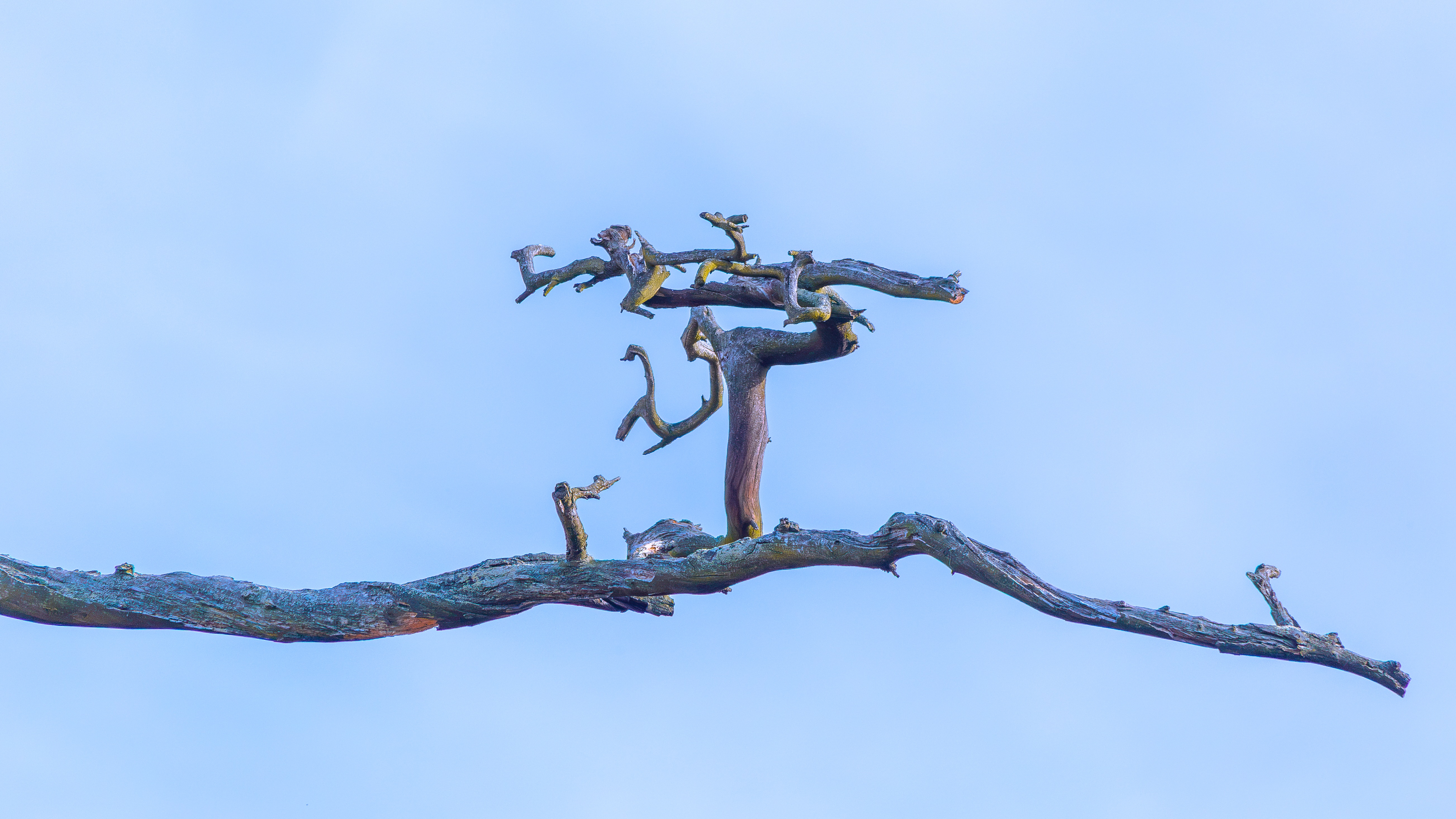 Twisted branches against a clear blue sky HD Wallpaper