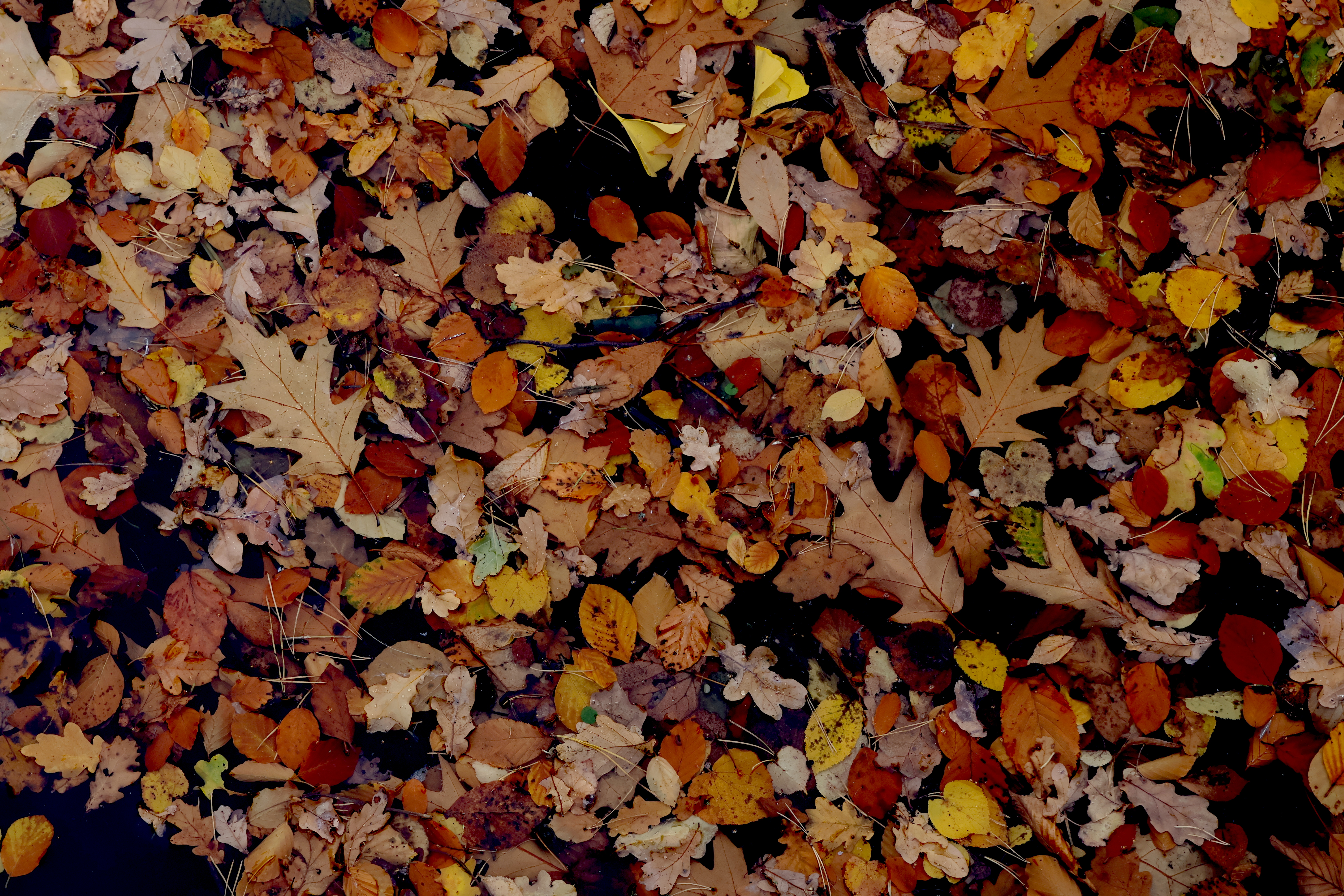Autumn leaves floating on dark water HD Wallpaper