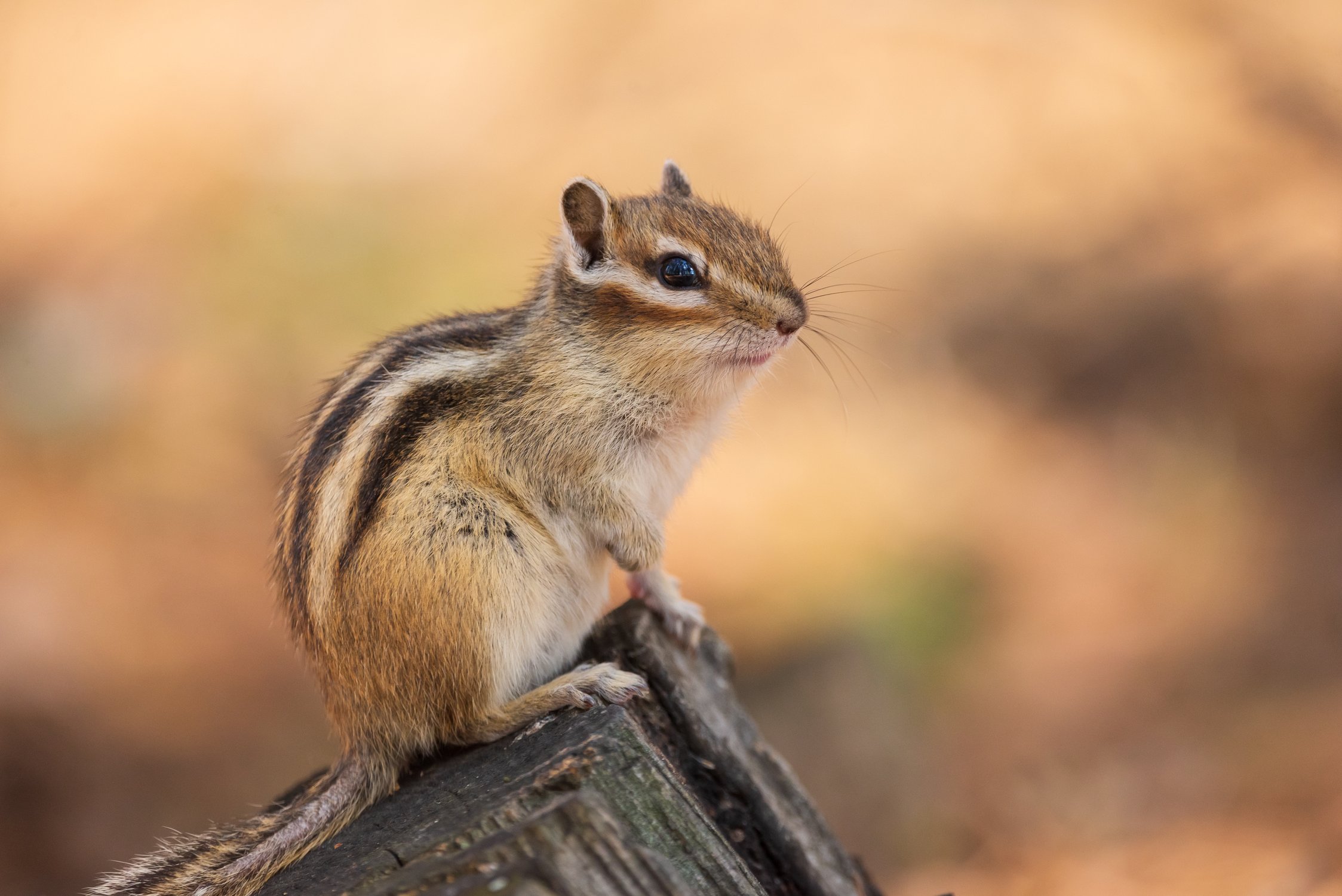 Chipmunk sitting on a log in nature HD Wallpaper