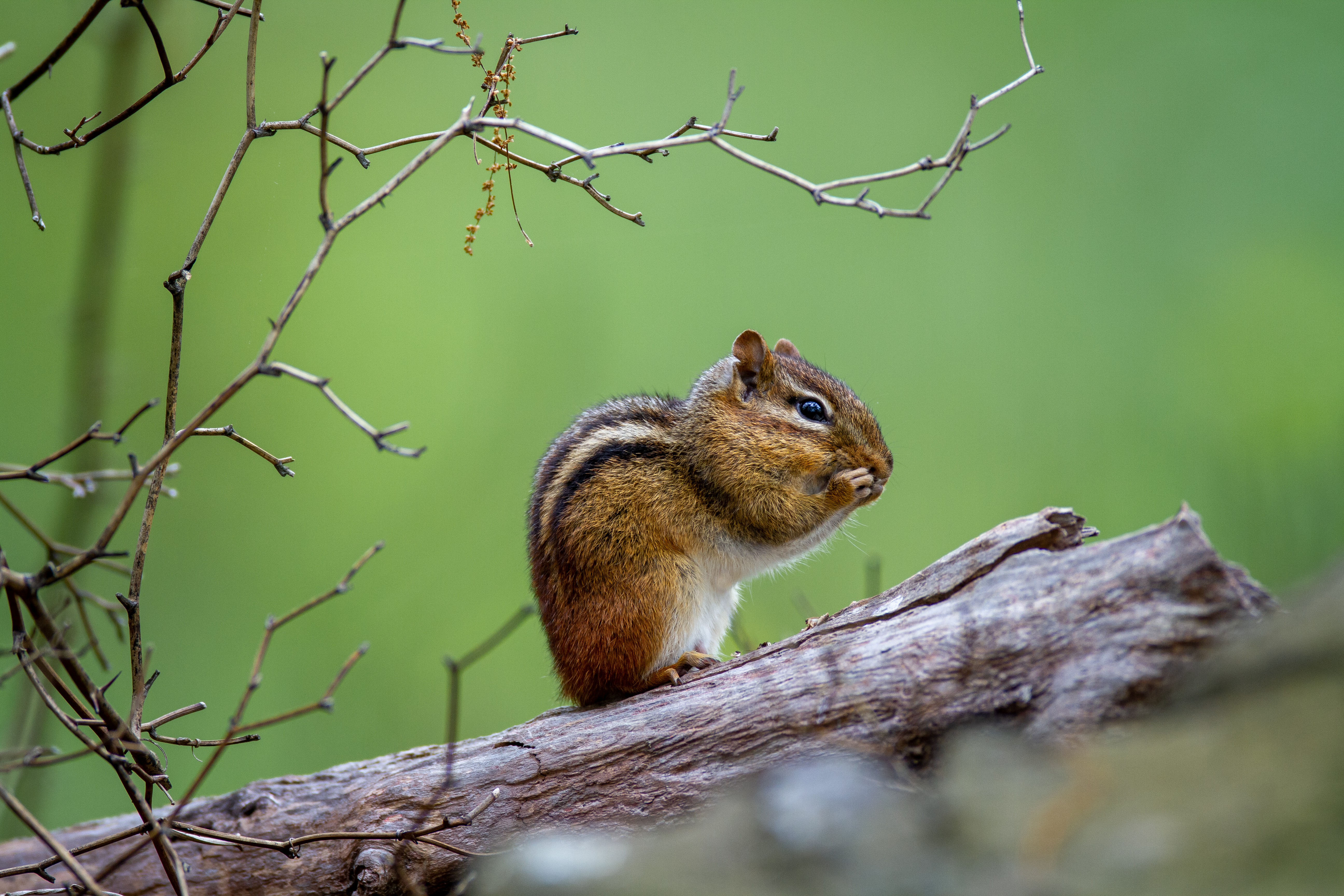 Chipmunk eating on a log with branches HD Wallpaper