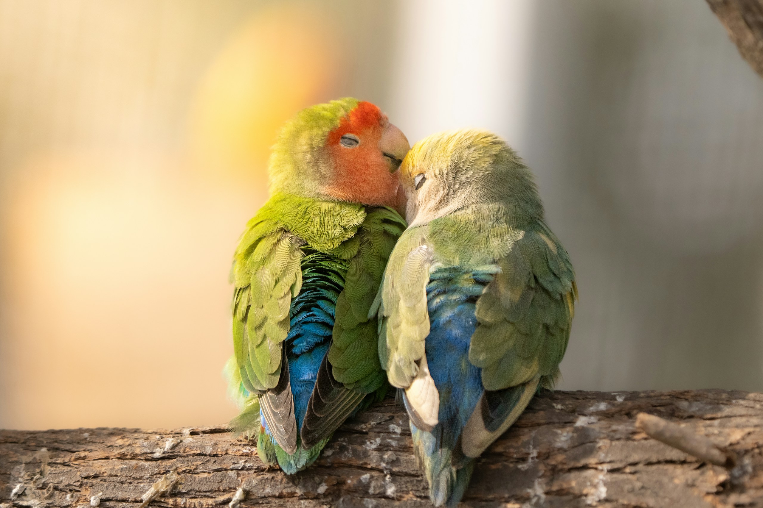 Two lovebirds embracing on a branch HD Wallpaper