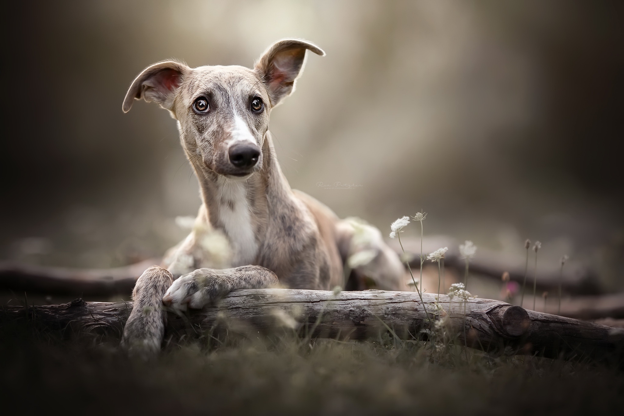 Whippet dog lying on a log in a forest HD Wallpaper