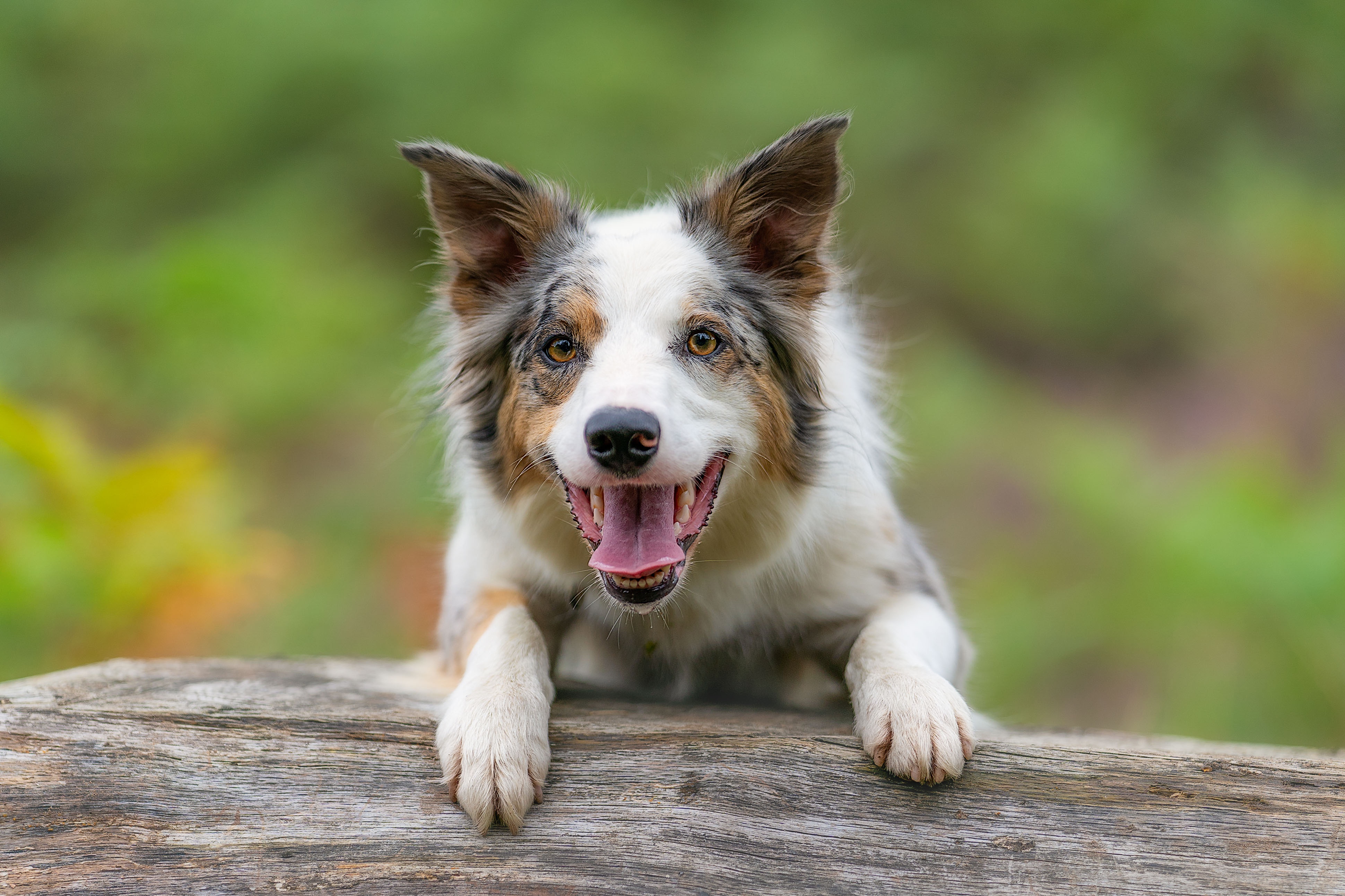 Border Collie Dog on a Log HD Wallpaper