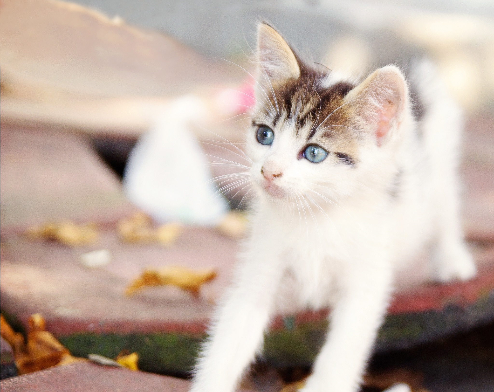 A cute kitten with blue eyes stretches HD Wallpaper