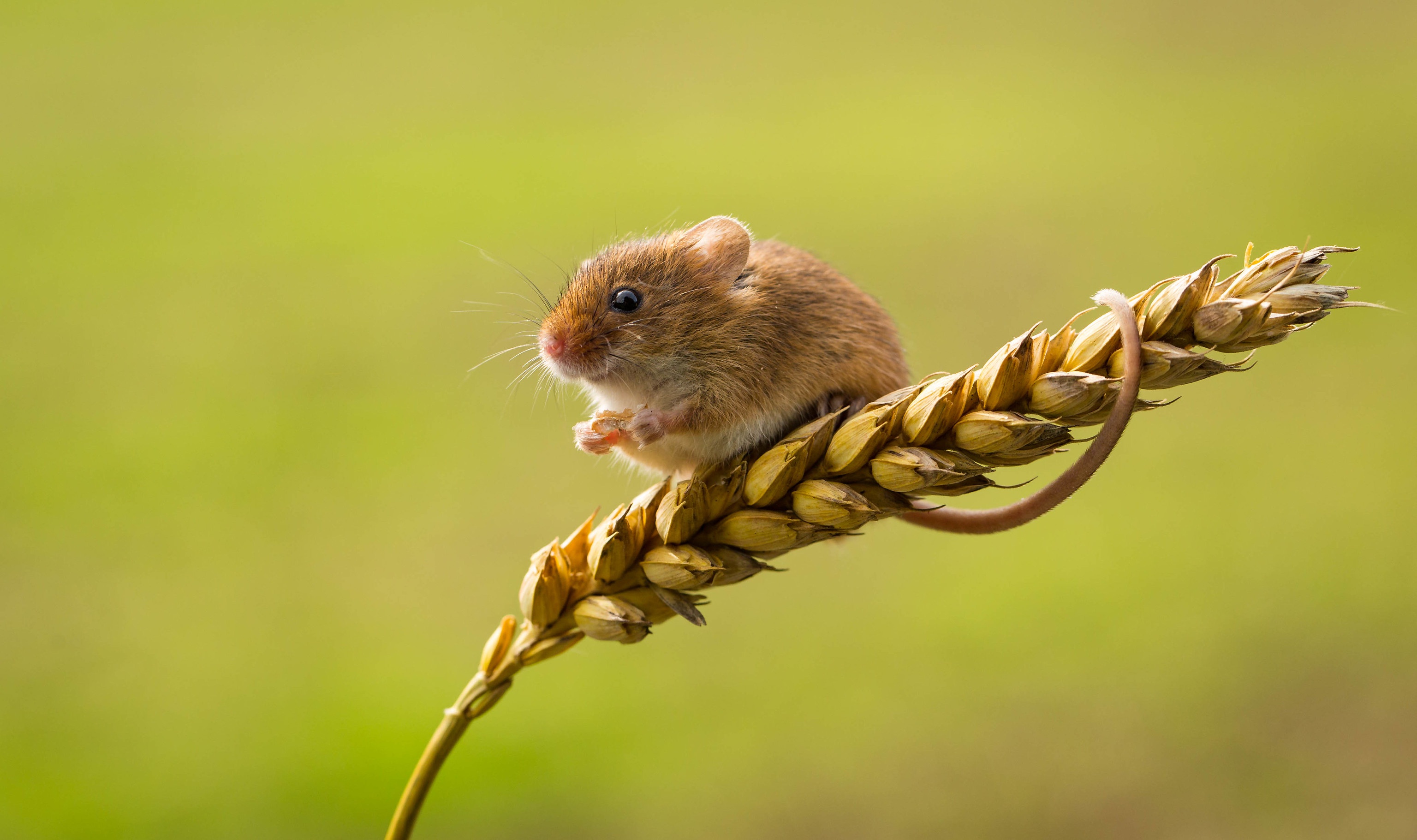 A harvest mouse sits on a wheat stalk HD Wallpaper