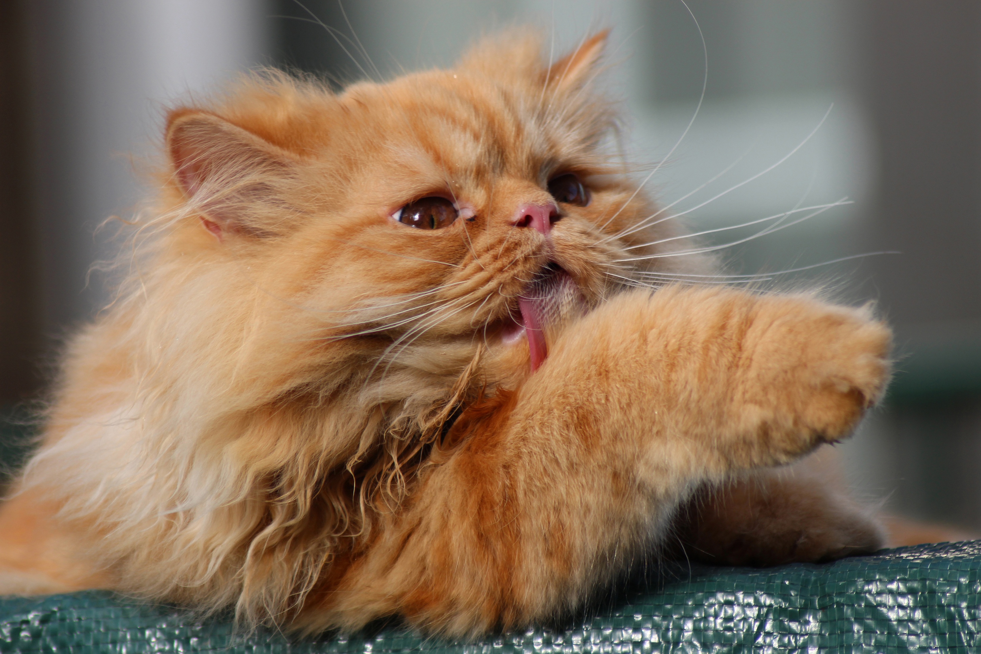 Orange Persian Cat Licking Paw HD Wallpaper