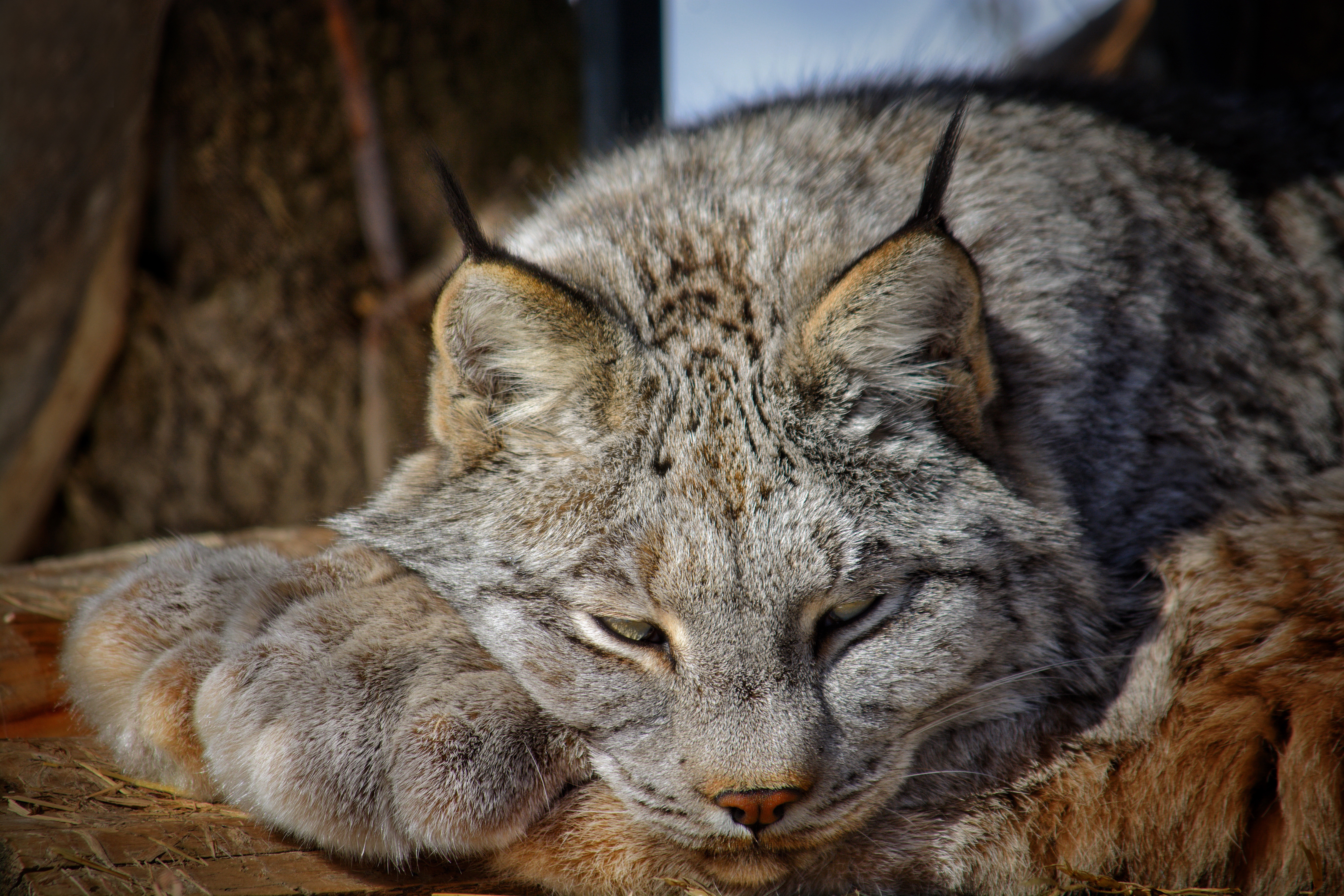 Lynx resting in sunlight HD Wallpaper