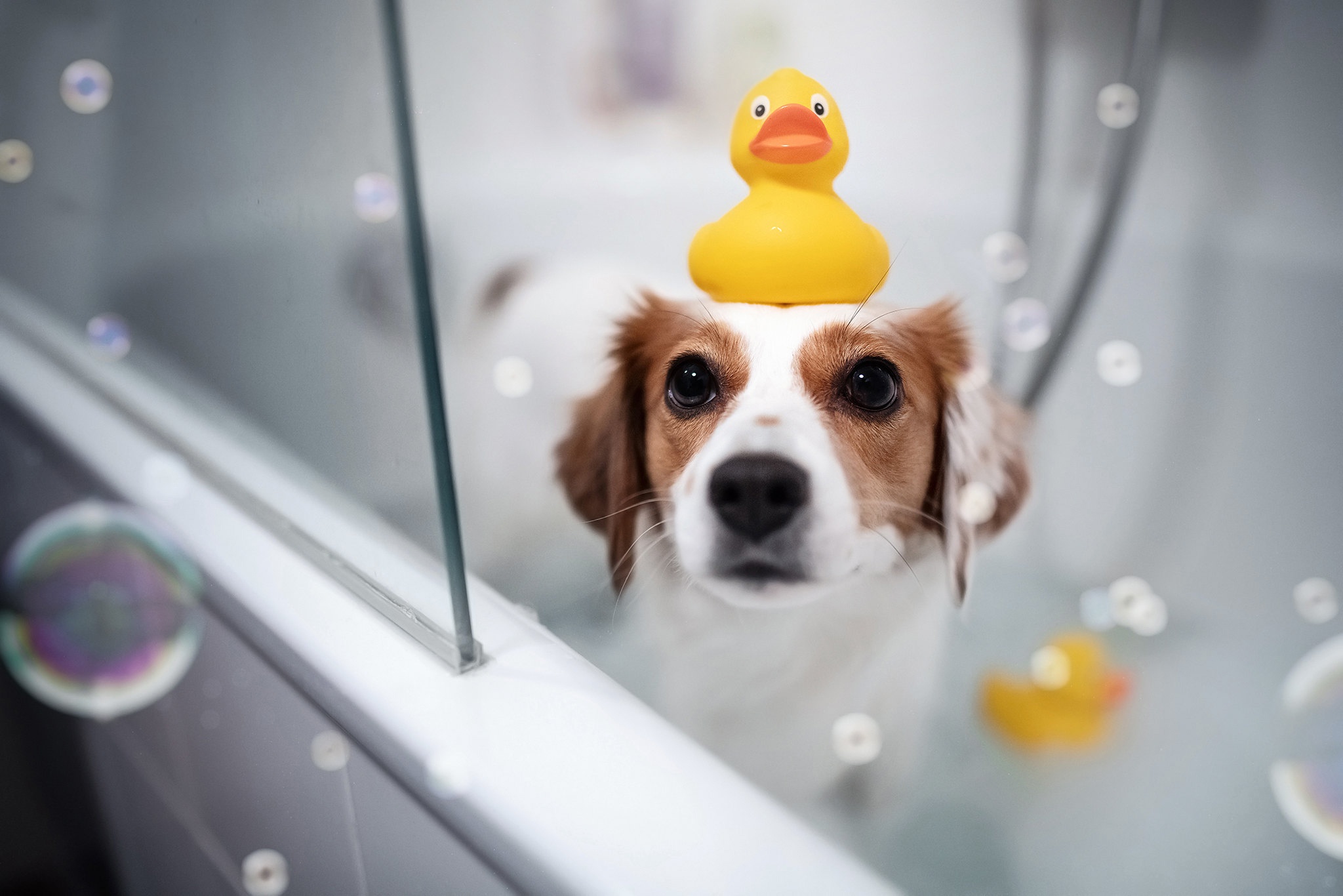 Dog with rubber duck in bathtub HD Wallpaper