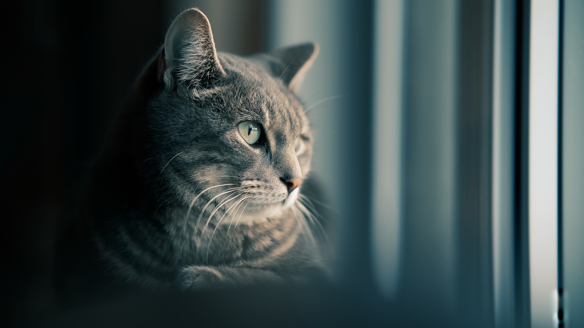 Gray tabby cat looking out a window HD Wallpaper