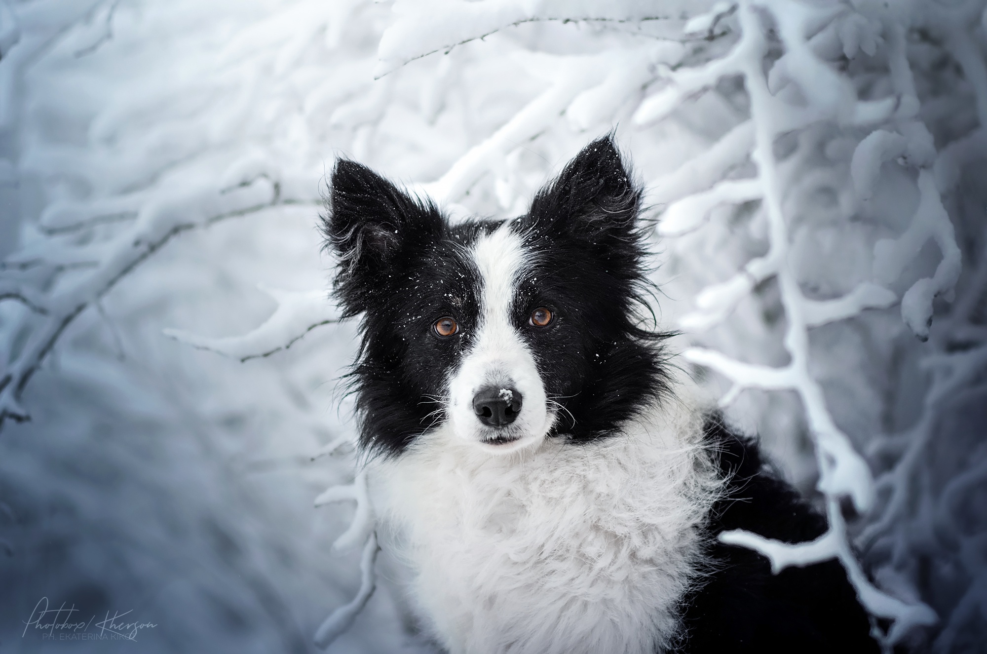 Border Collie dog in a snowy forest HD Wallpaper