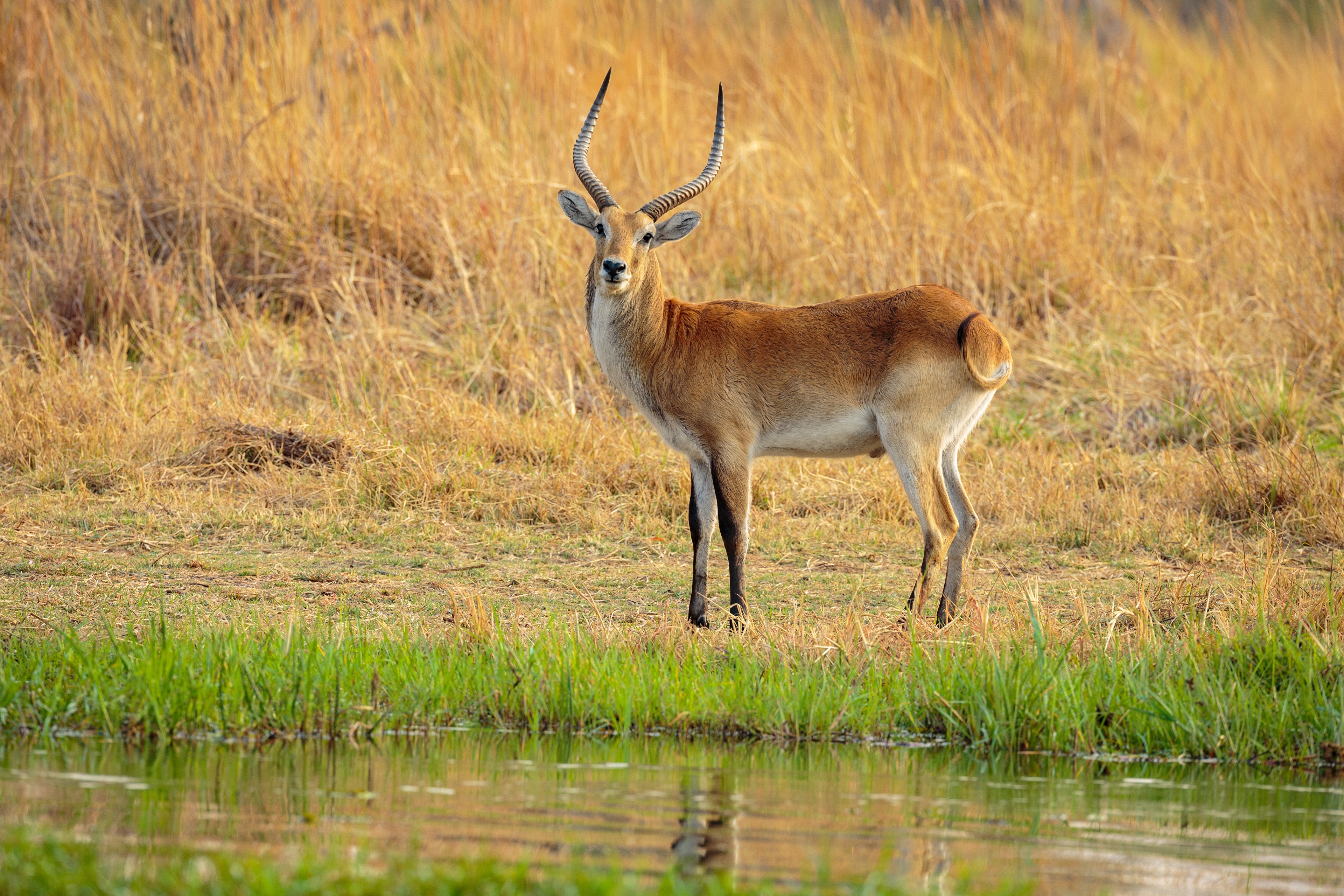 Antelope standing by water in tall grass HD Wallpaper