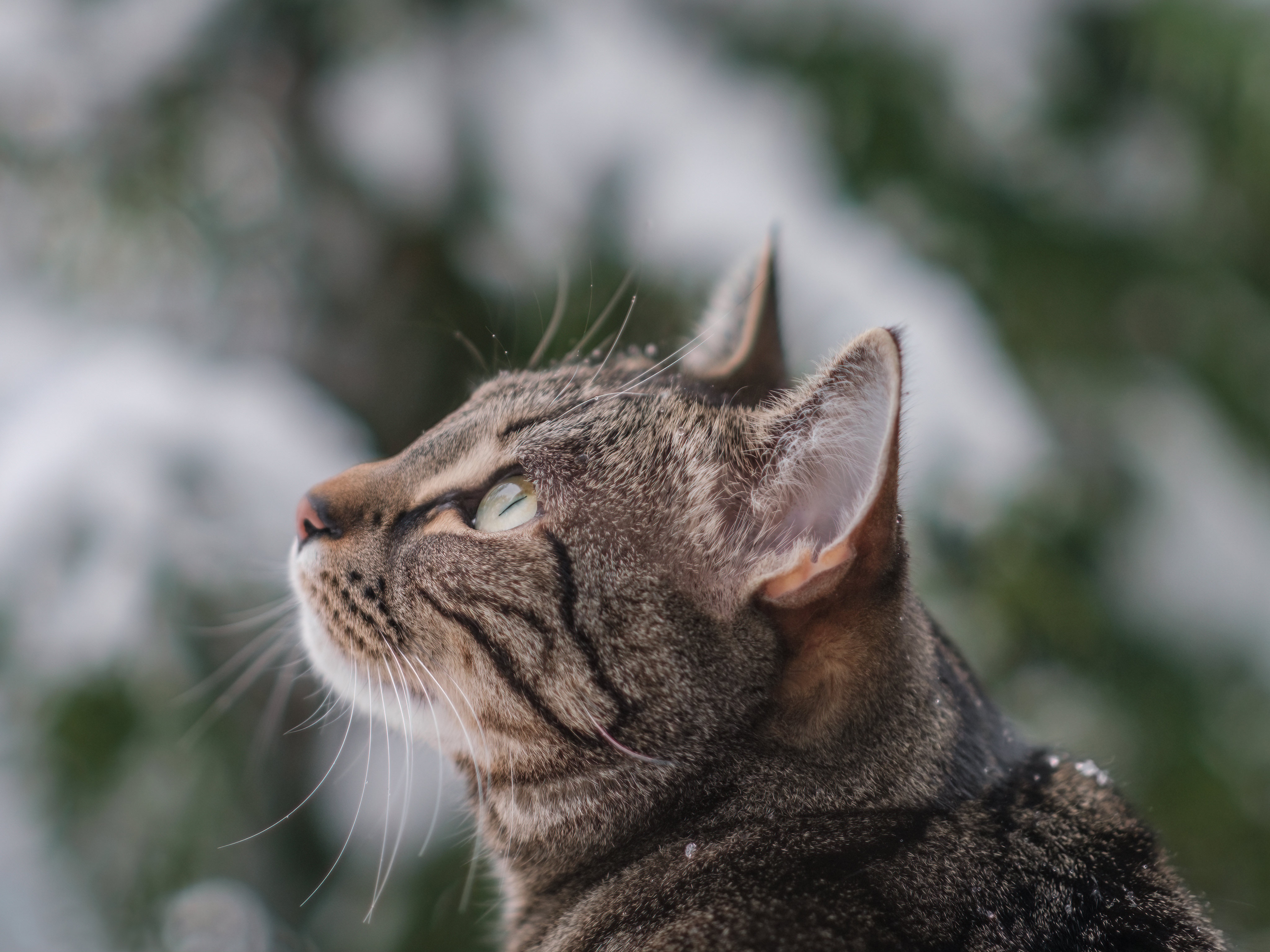 Tabby Cat in Snow HD Wallpaper