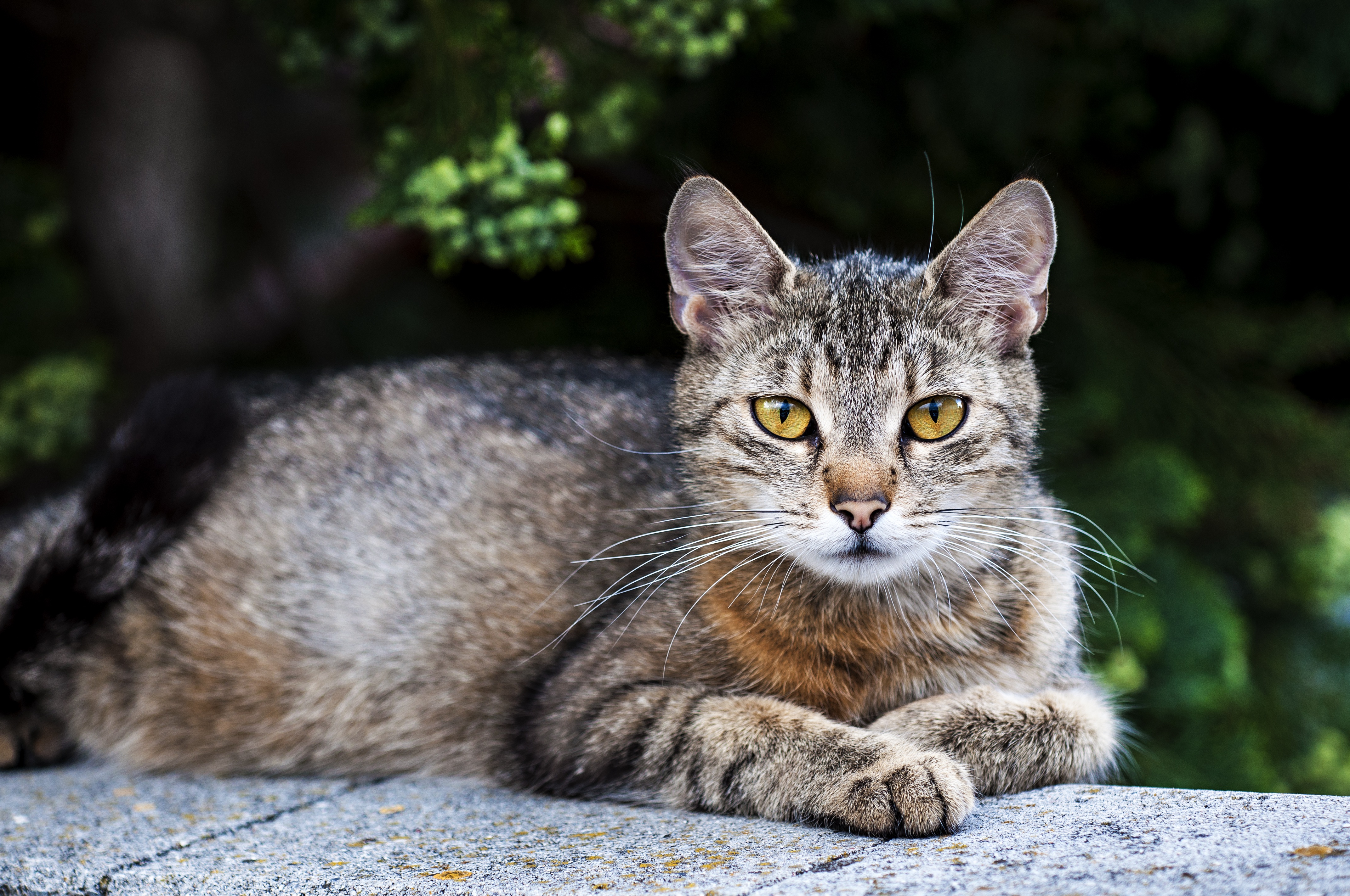 Tabby Cat with Yellow Eyes HD Wallpaper