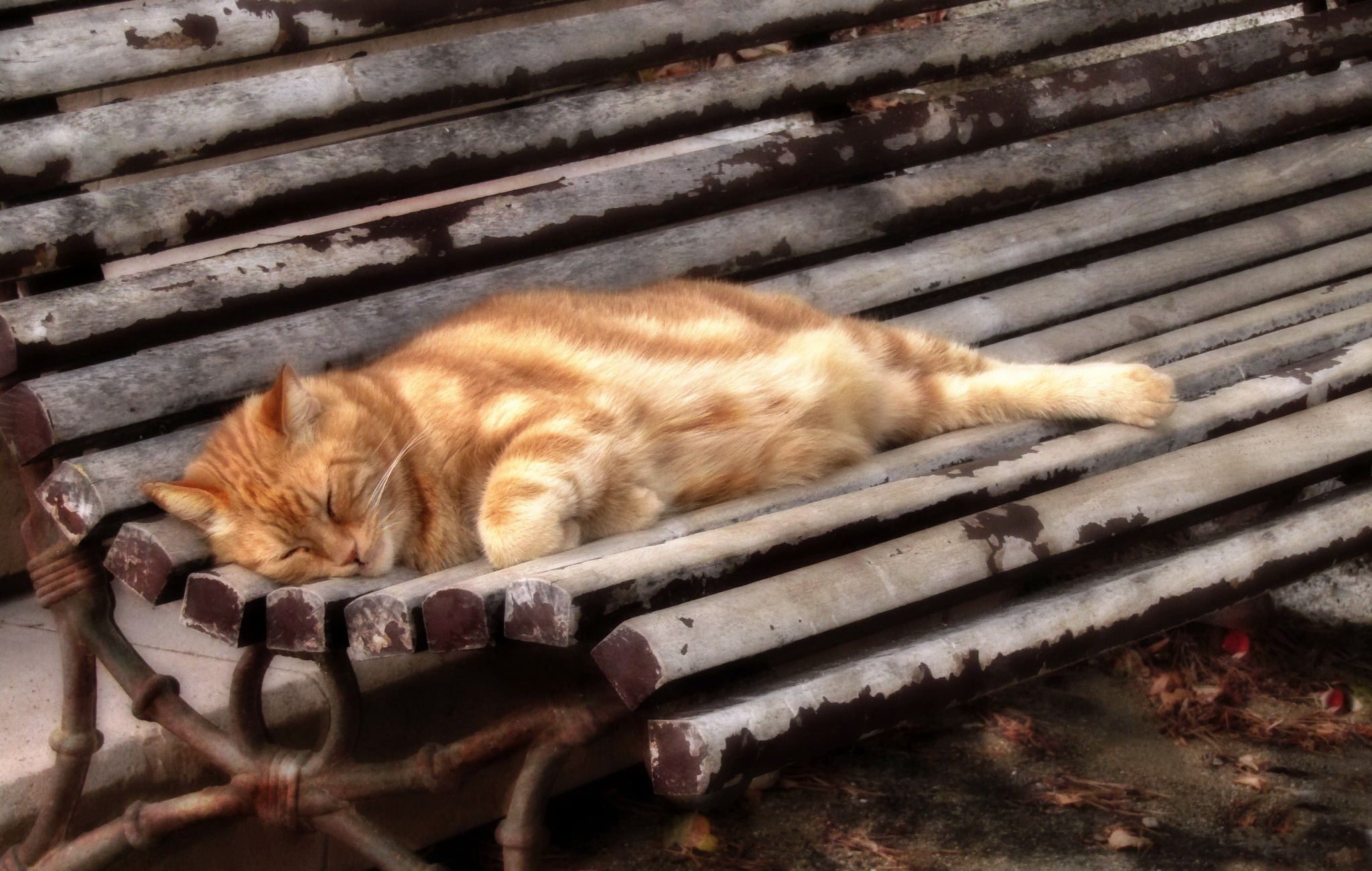 Orange tabby cat sleeping on a wooden bench HD Wallpaper