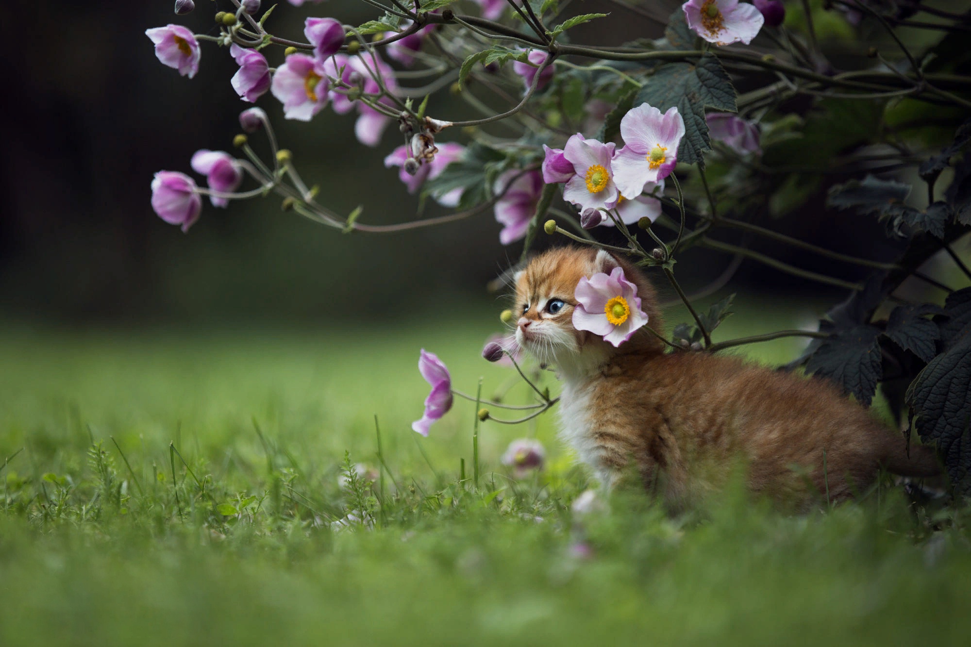 Kitten with flowers in garden HD Wallpaper