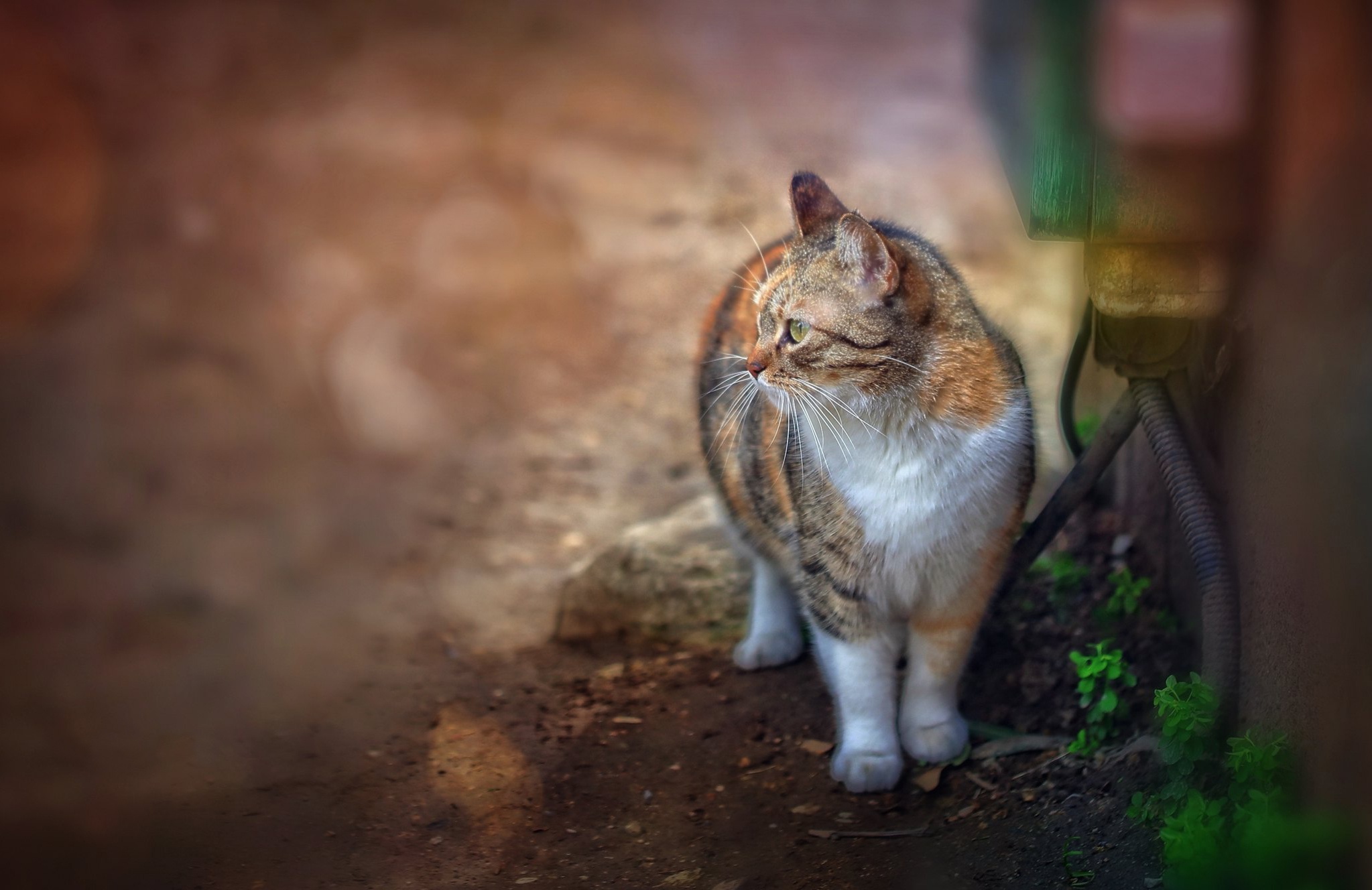 Calico cat standing on dirt path HD Wallpaper