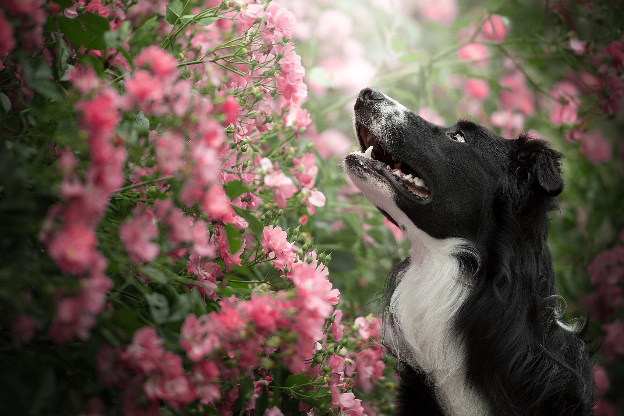 Black and white dog smelling pink flowers HD Wallpaper