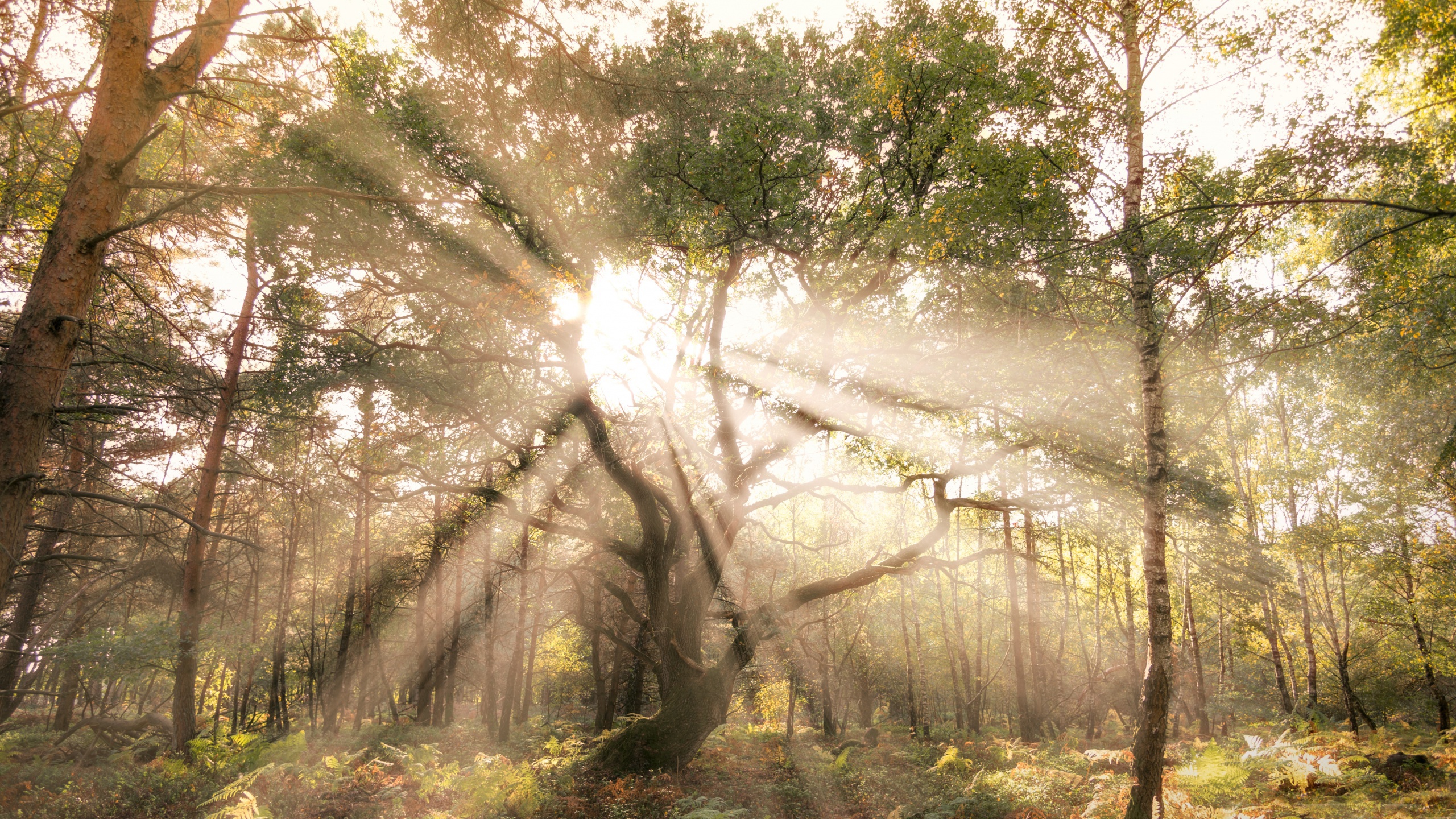 Sunbeams filtering through trees in a forest HD Wallpaper