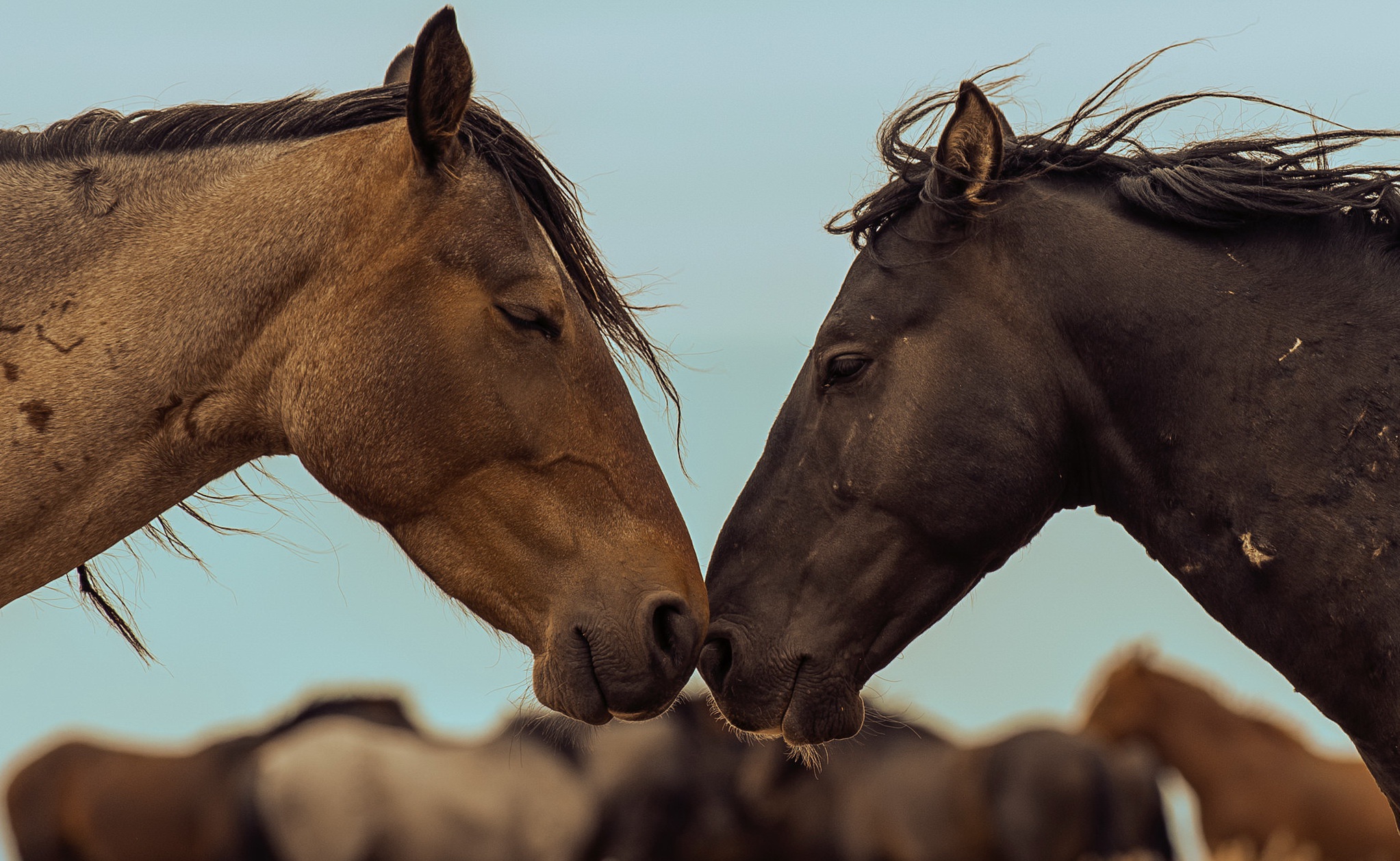 Two horses touching noses HD Wallpaper