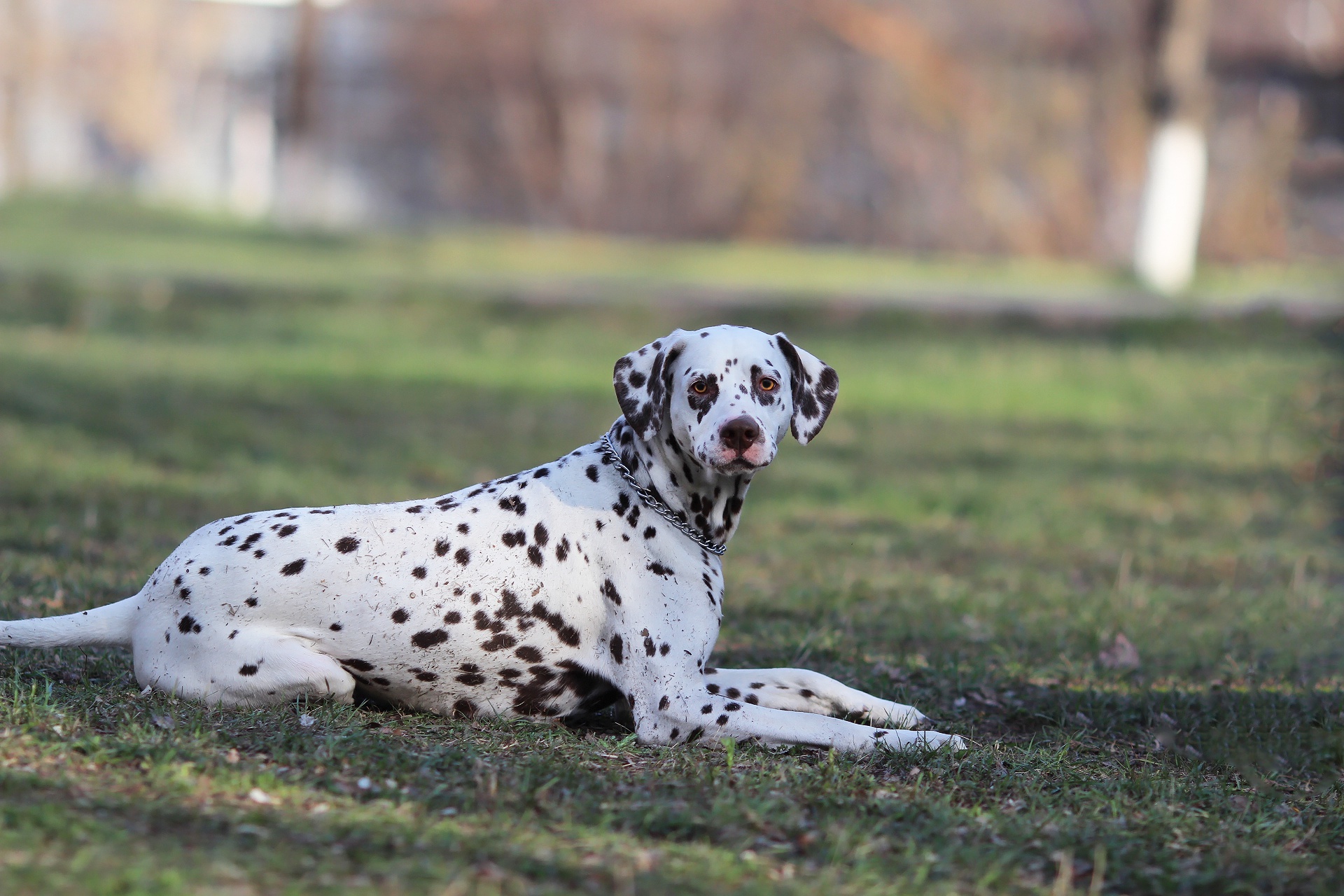 Dalmatian dog lying on grass HD Wallpaper