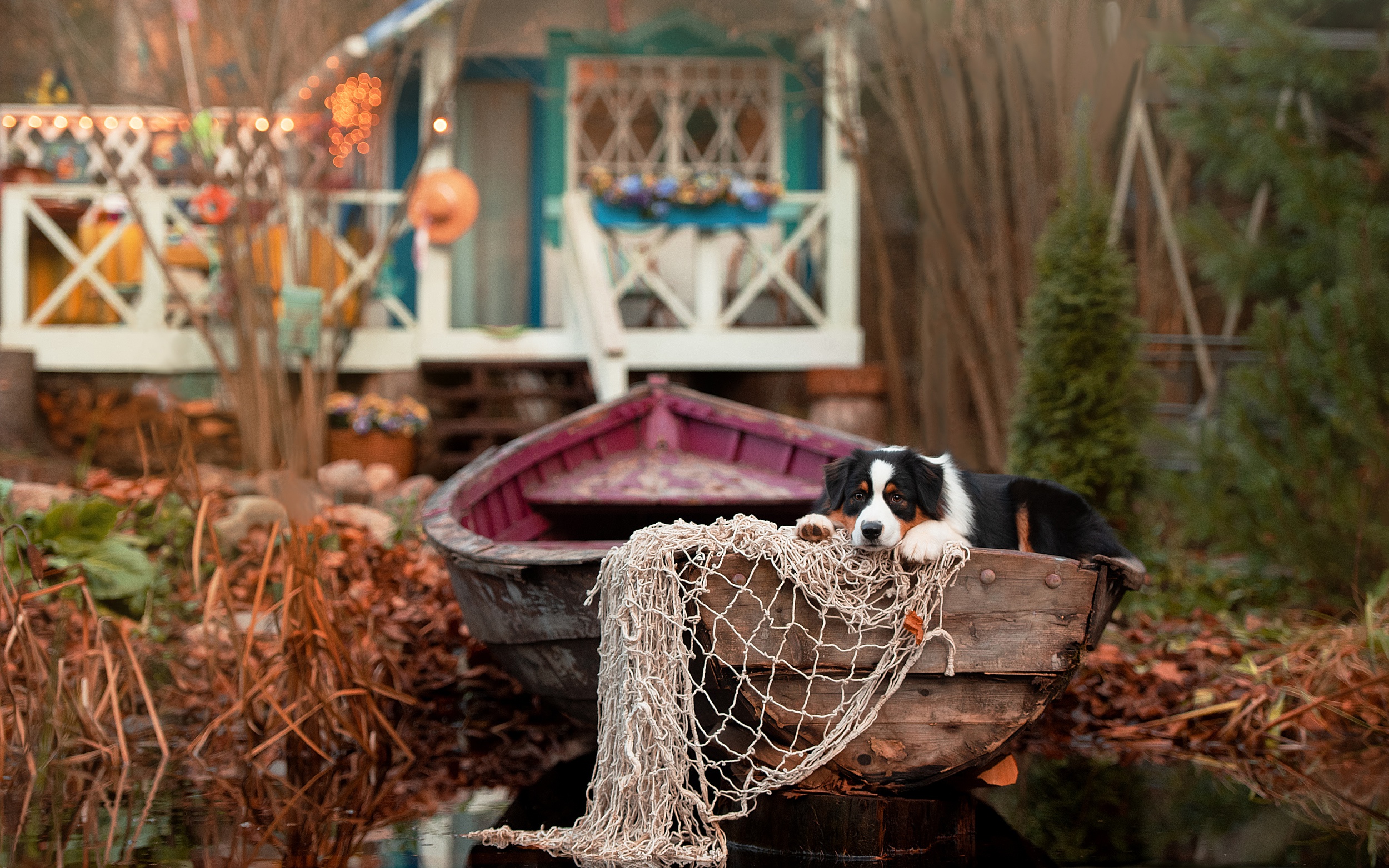 Australian Shepherd dog in a boat with fishing net HD Wallpaper