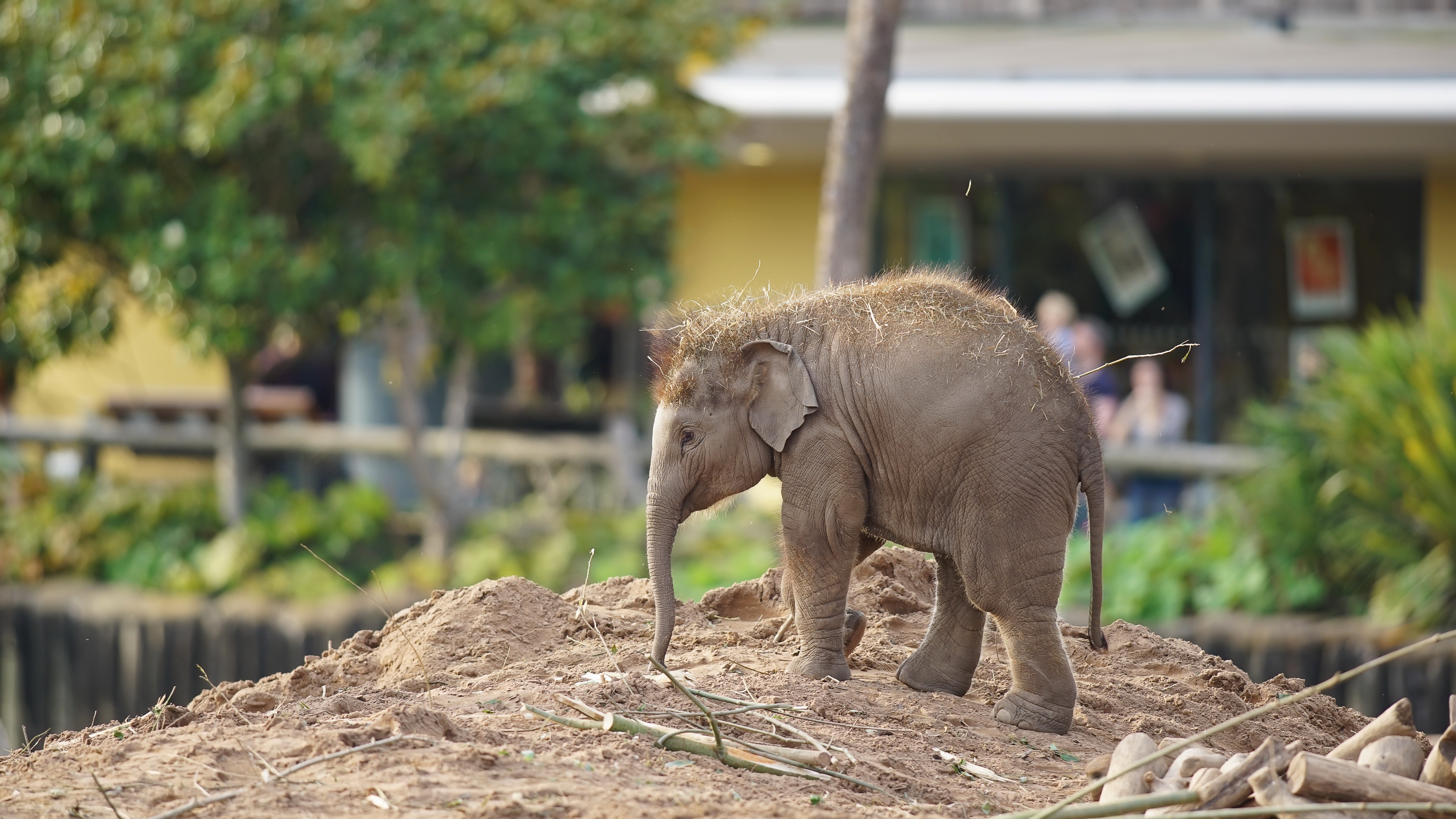Baby Elephant in Zoo Enclosure HD Wallpaper
