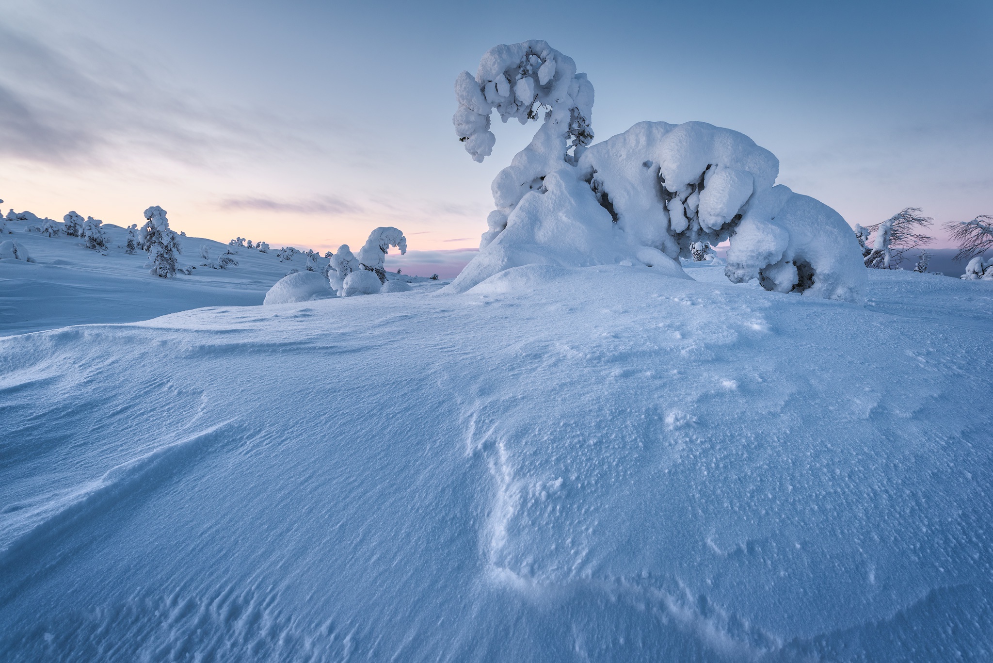Snow-covered trees in a winter landscape at dawn HD Wallpaper