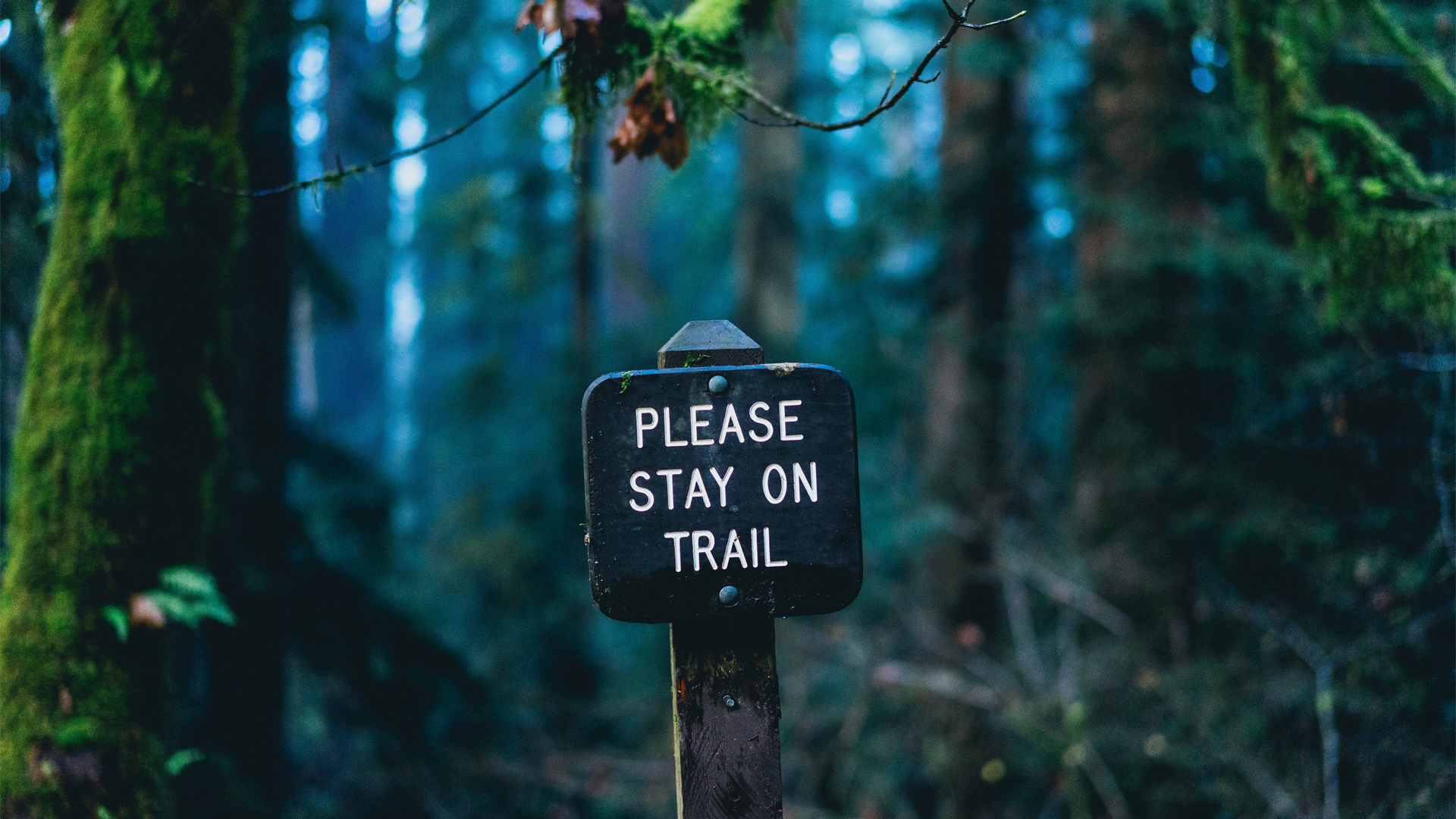 Sign in a forest HD Wallpaper