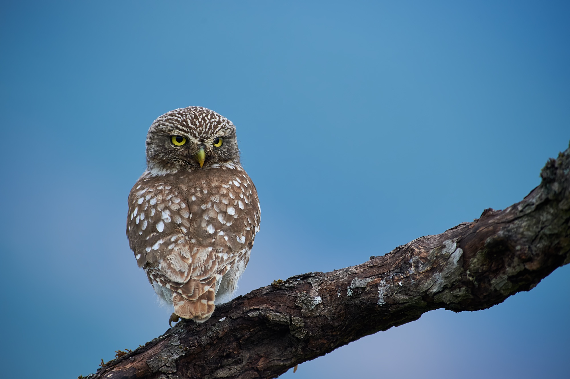 Little owl perched on a branch HD Wallpaper