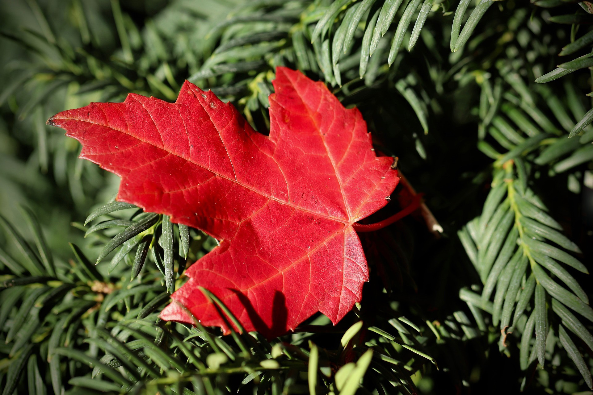 Red Maple Leaf on Evergreen Branches HD Wallpaper