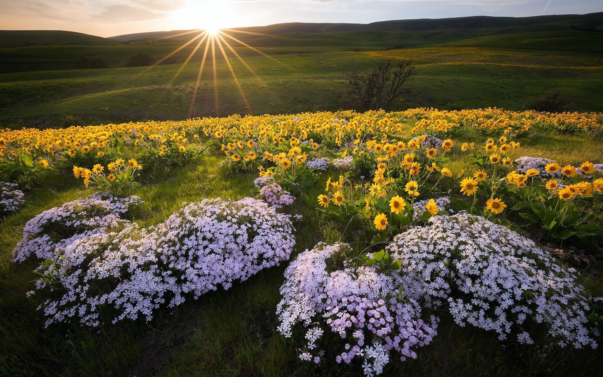 Field of wildflowers at sunset HD Wallpaper
