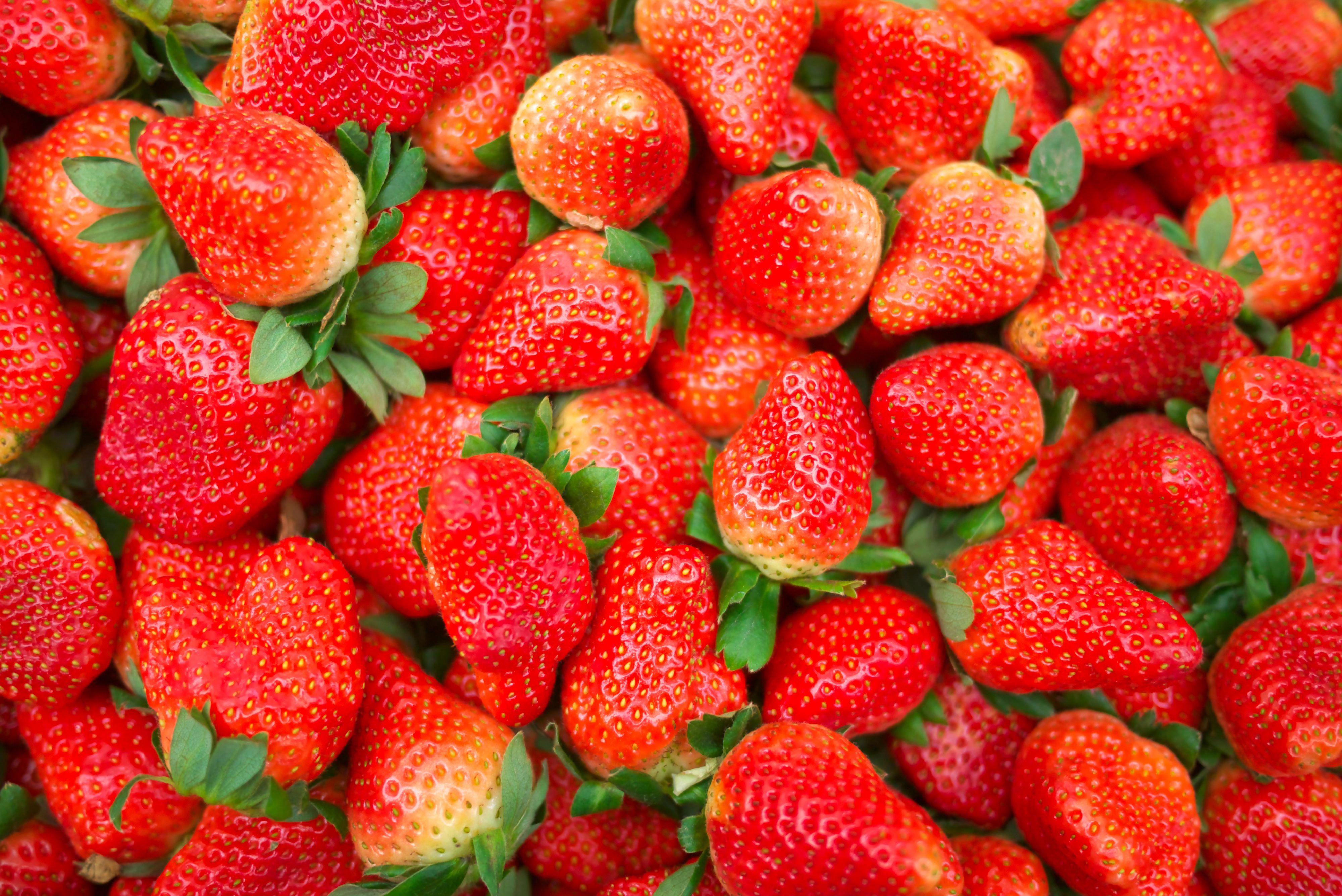 Pile of Fresh Strawberries 4K HD Wallpaper