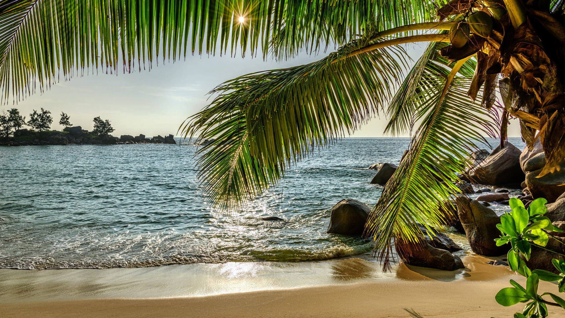 Palm trees over a tropical beach and ocean HD Wallpaper