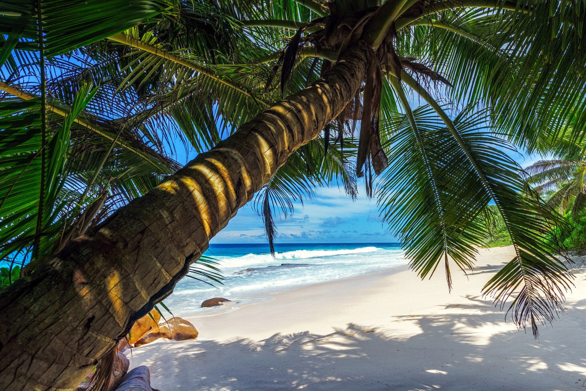Palm tree over a tropical beach and ocean HD Wallpaper