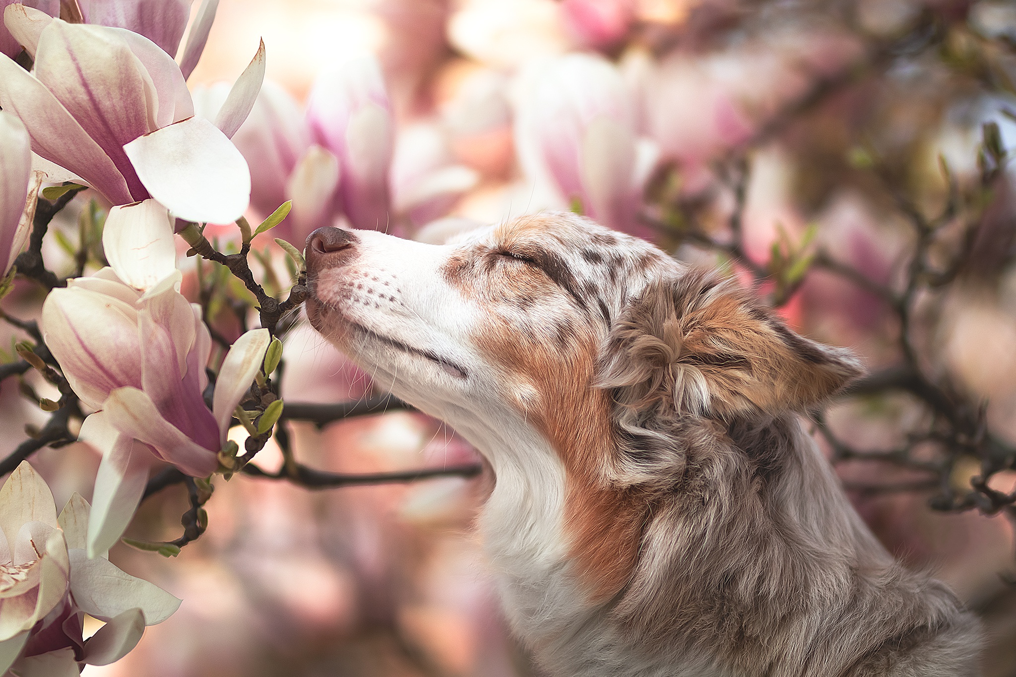 A dog smelling magnolia flowers HD Wallpaper