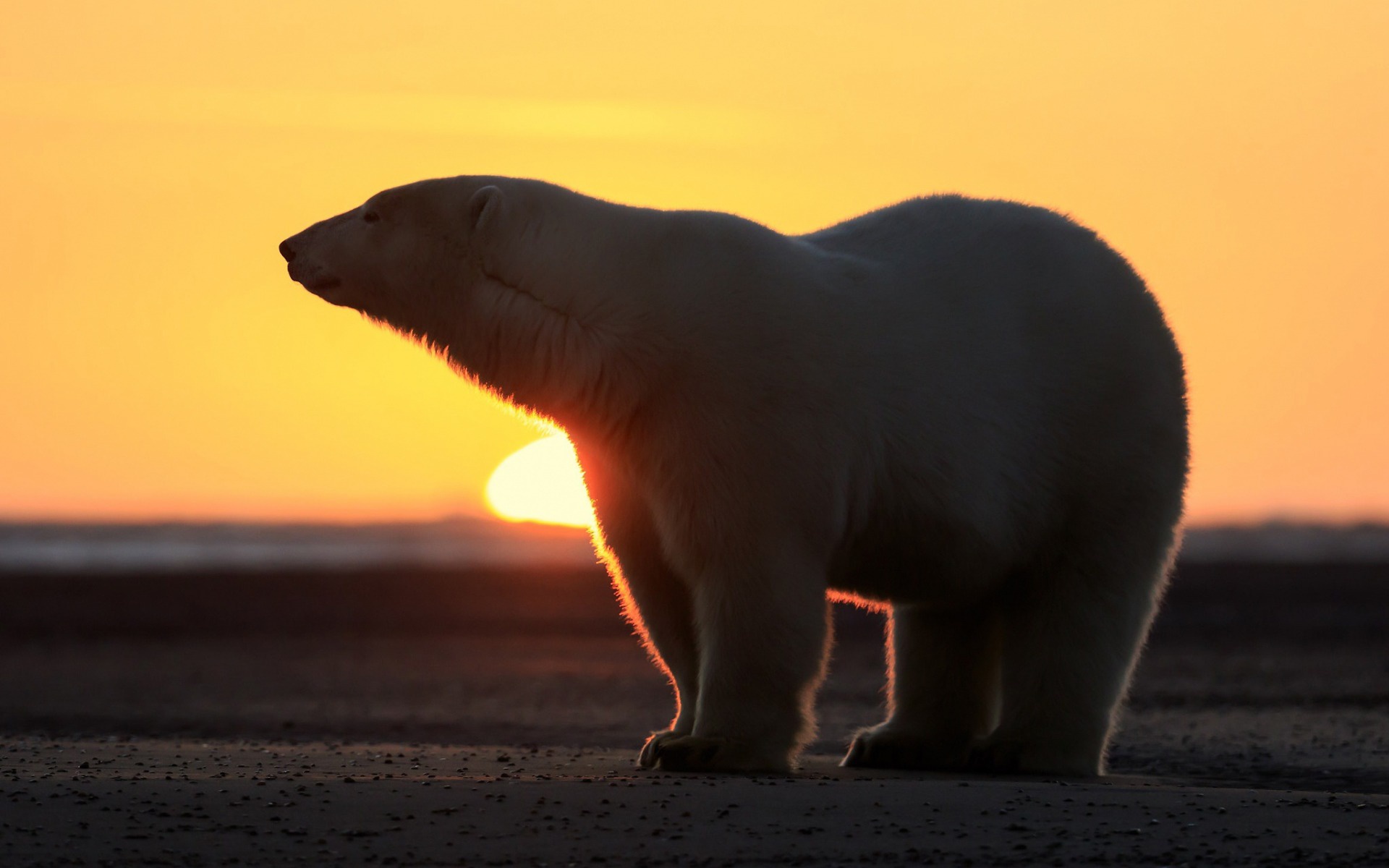 Polar bear silhouetted against a sunset HD Wallpaper