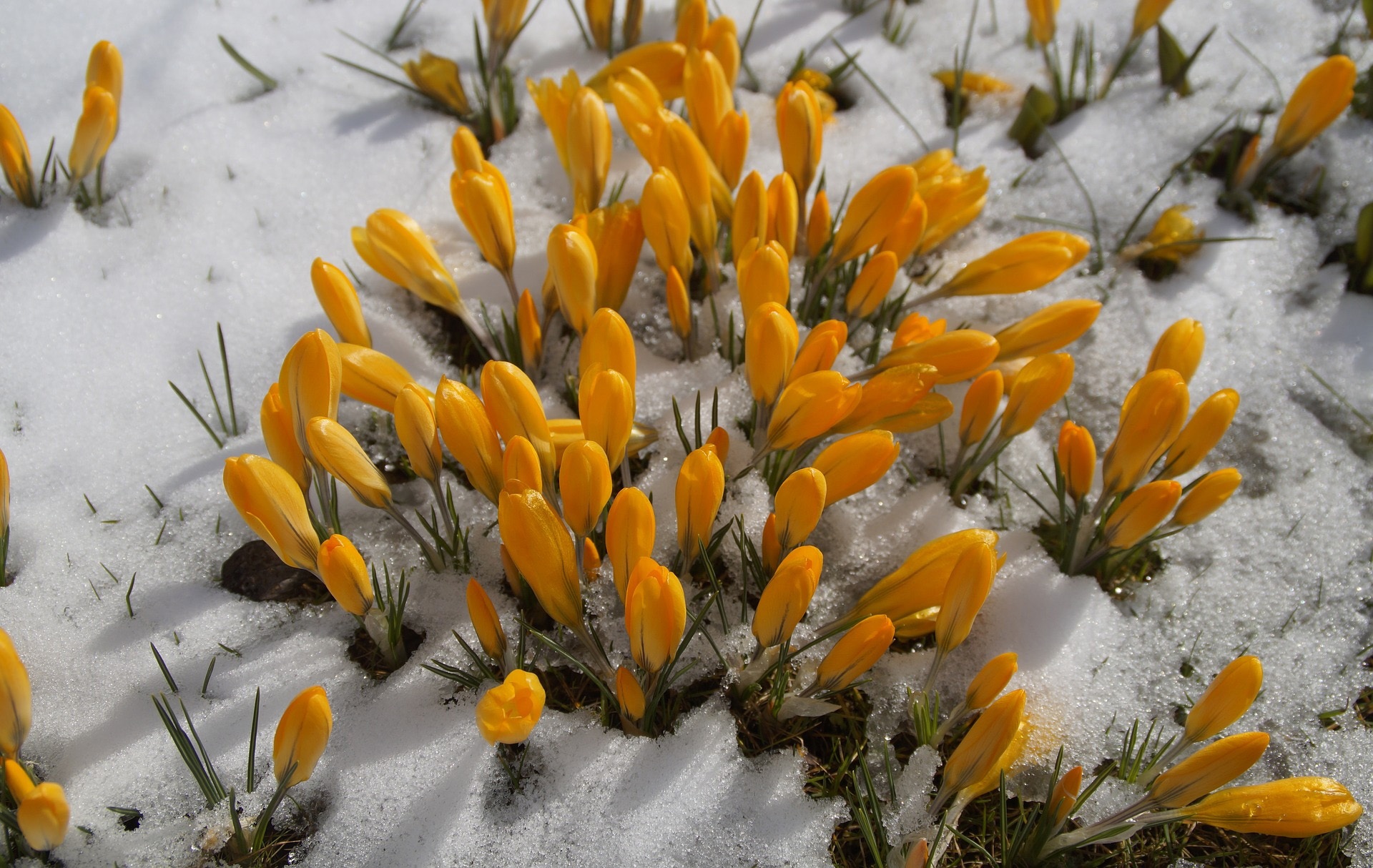 Yellow Crocus Flowers in Snow HD Wallpaper