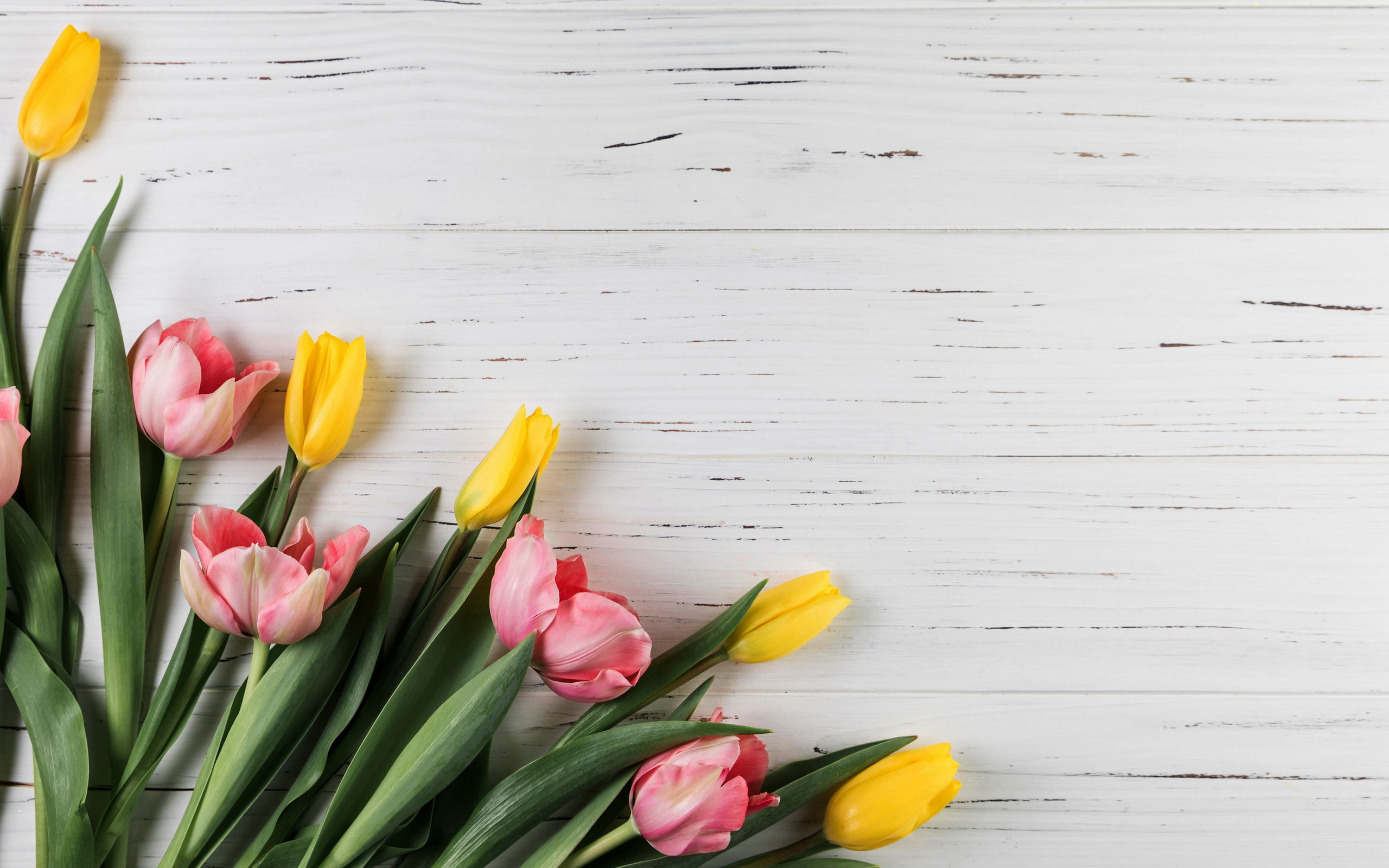 Pink and yellow tulips on a white wooden surface HD Wallpaper