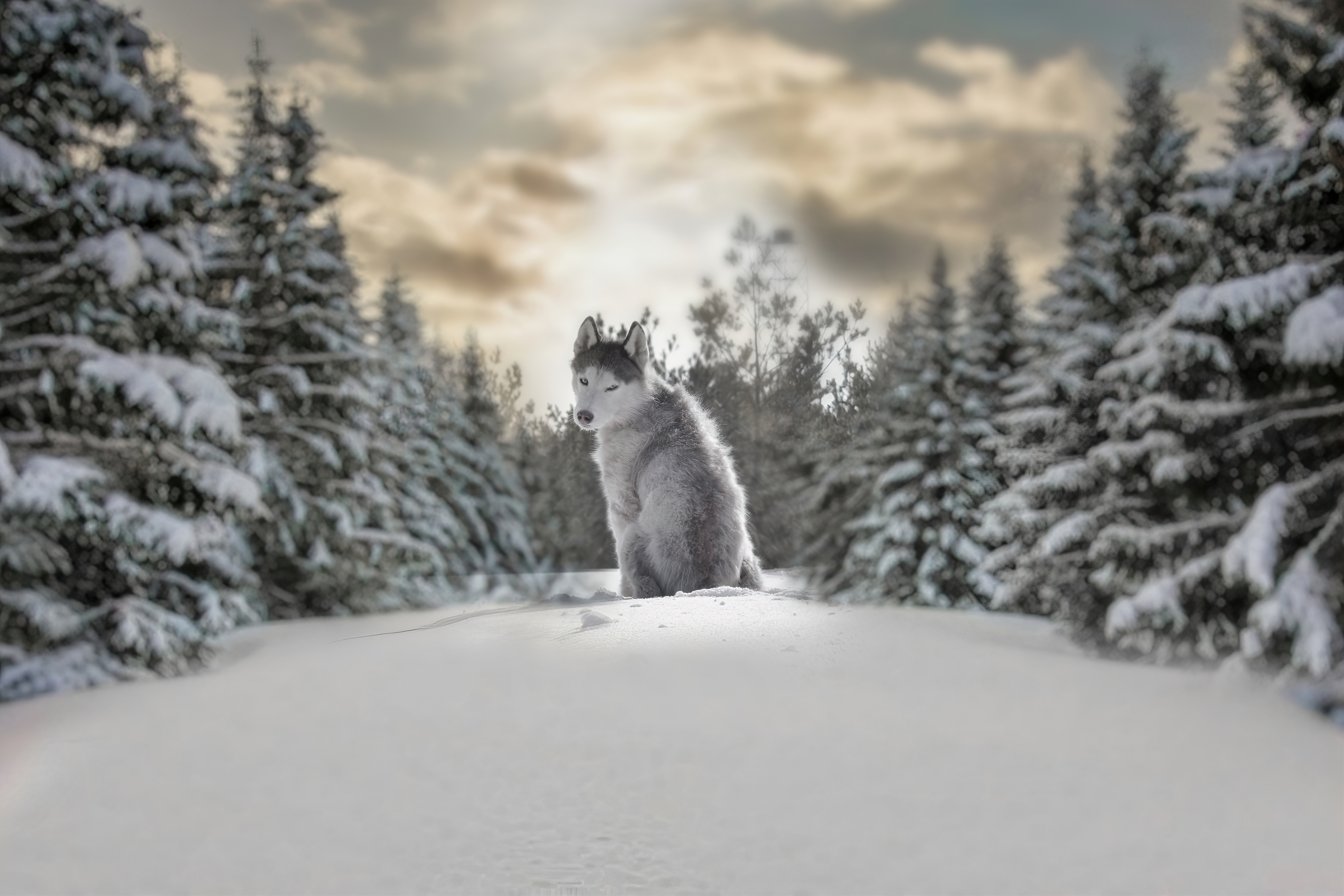 Husky in a Snowy Forest with Dramatic Sky HD Wallpaper
