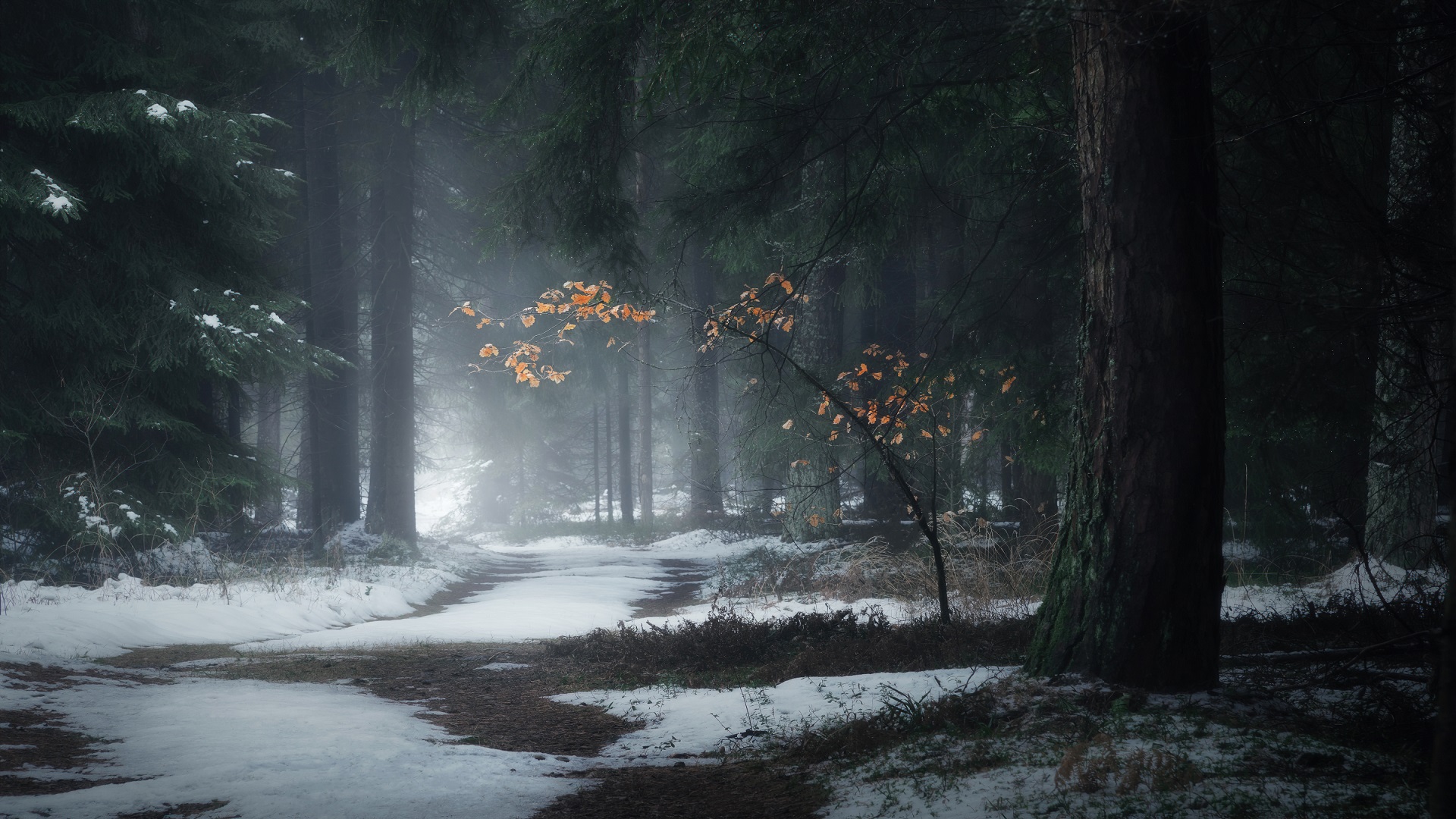 Snowy forest path with autumn leaves HD Wallpaper