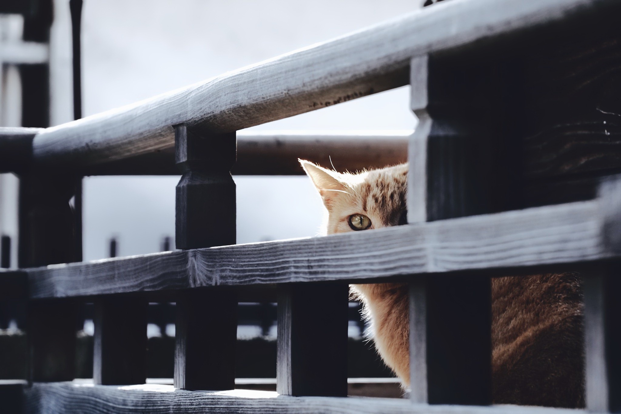 Cat peeking through wooden fence HD Wallpaper