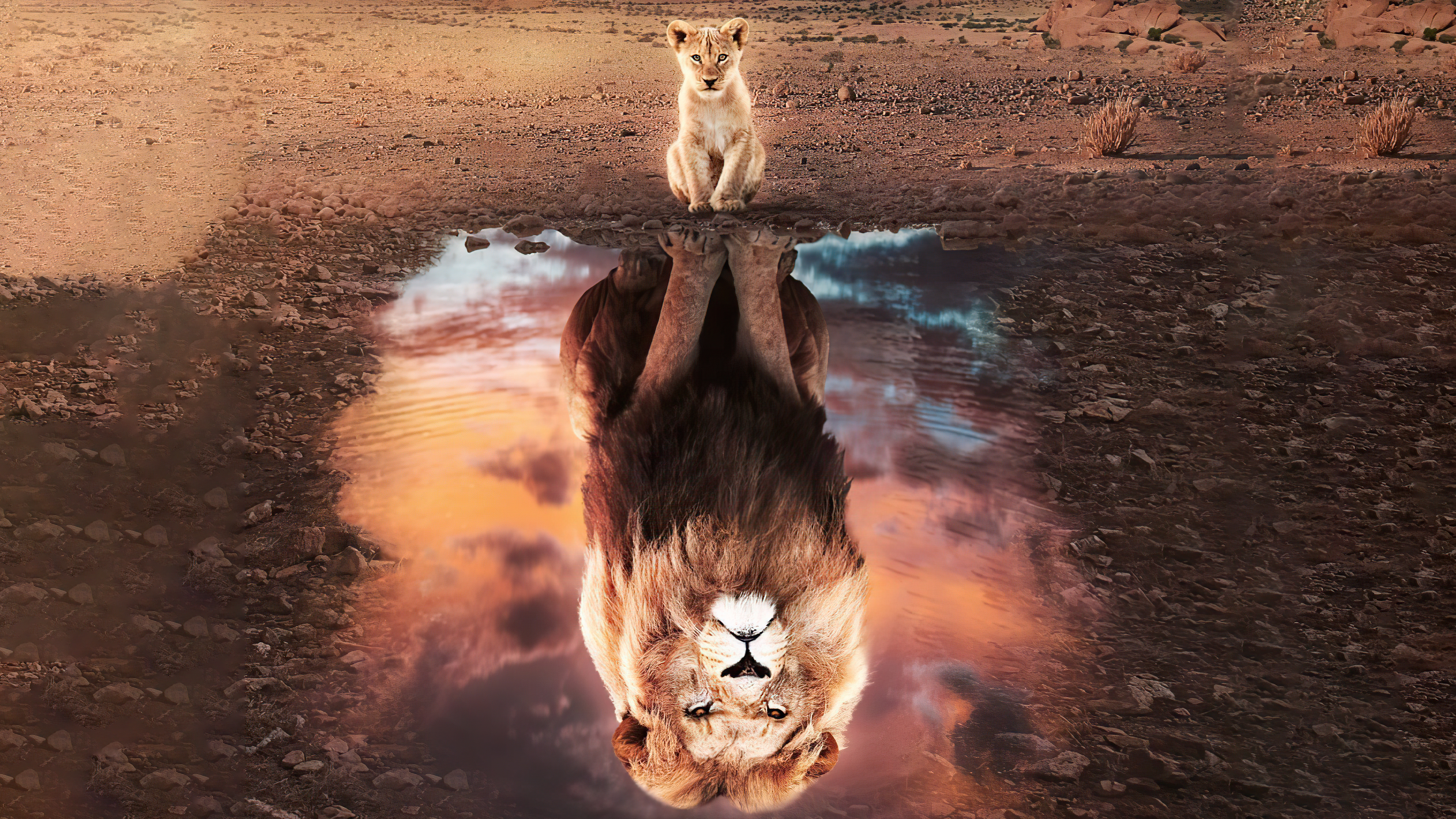 The Lion King 2019 Lion Reflection 4K HD Wallpaper
