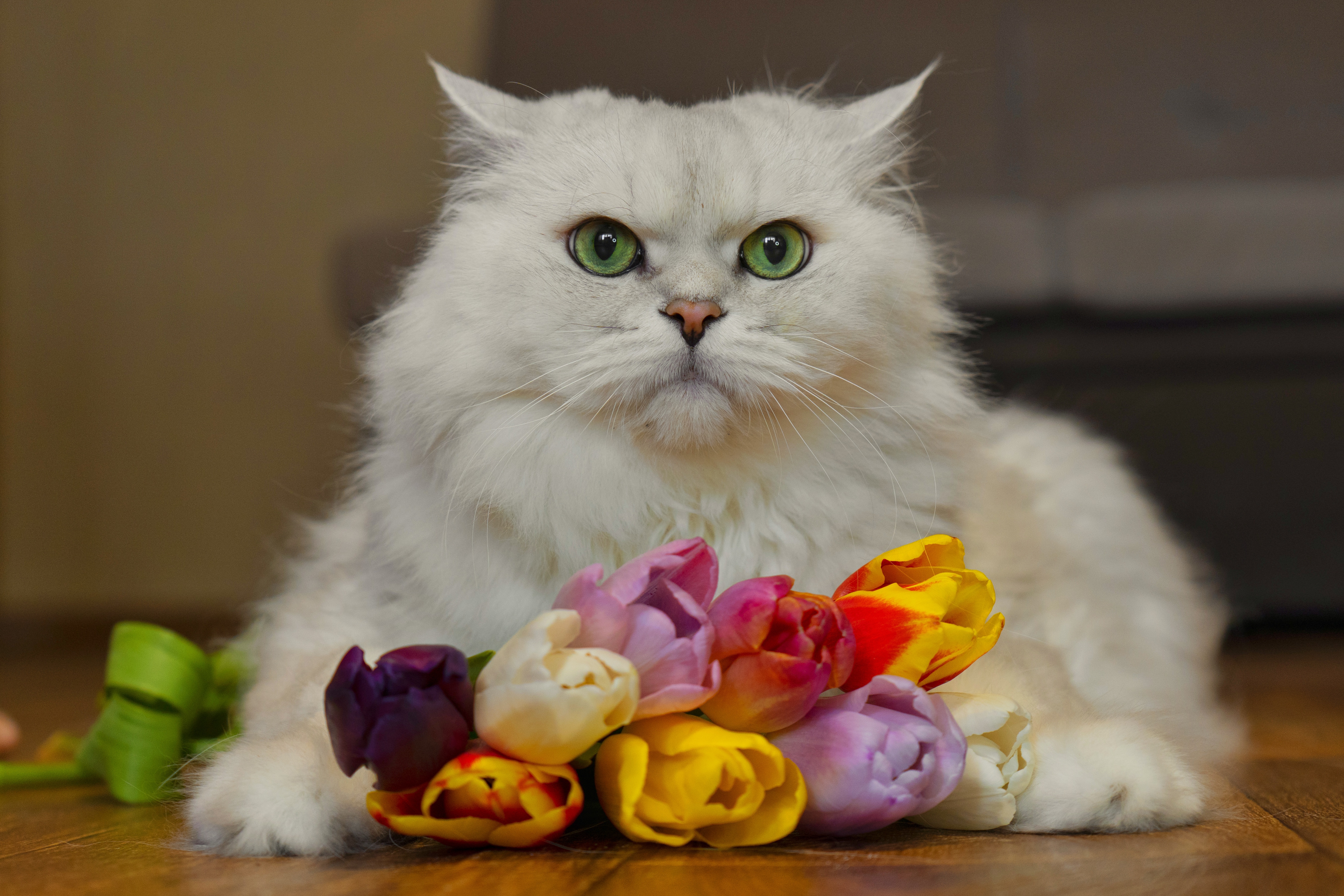 White cat with tulips HD Wallpaper