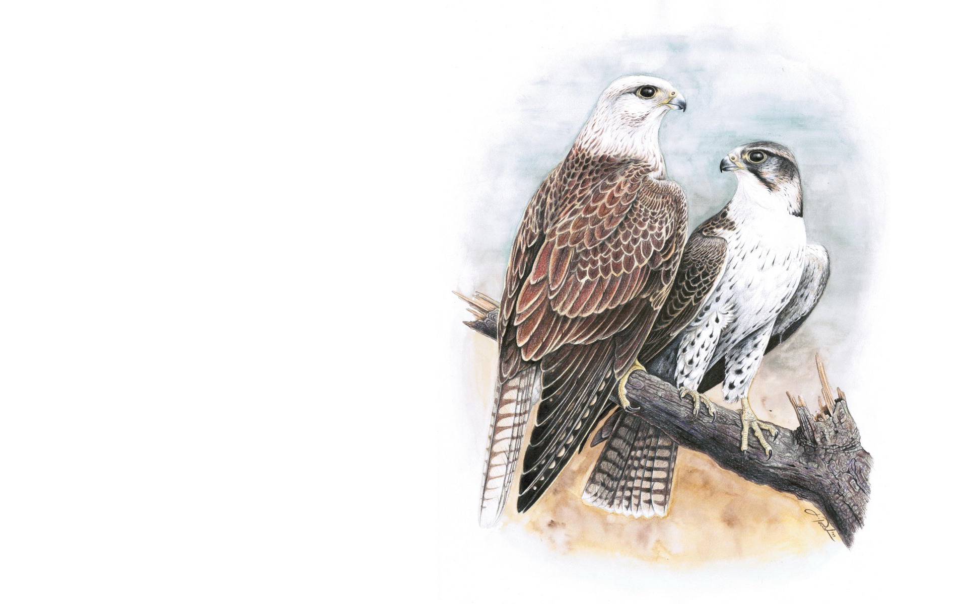 Two falcons perched on a branch HD Wallpaper
