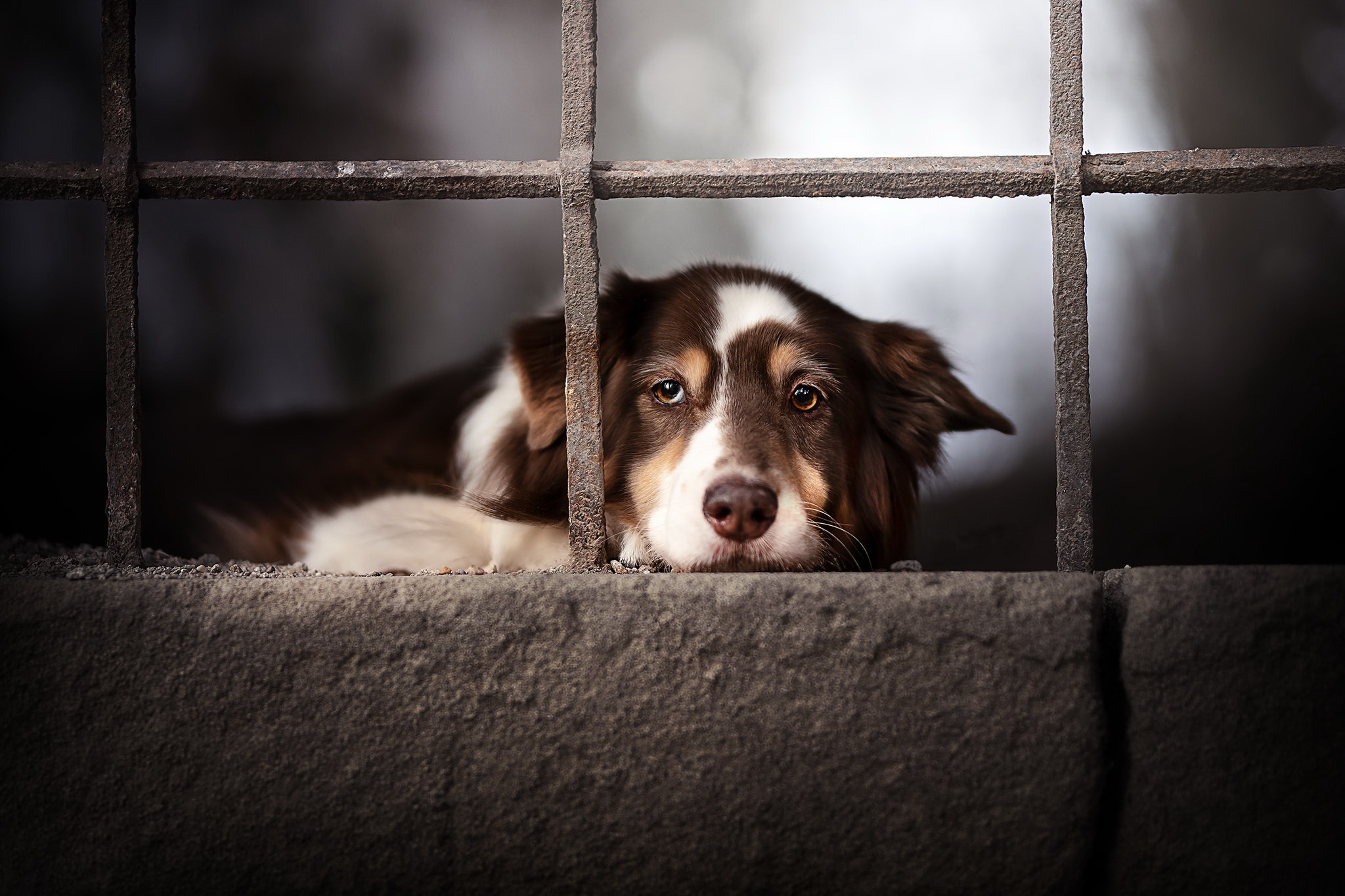 Brown and white dog behind bars HD Wallpaper