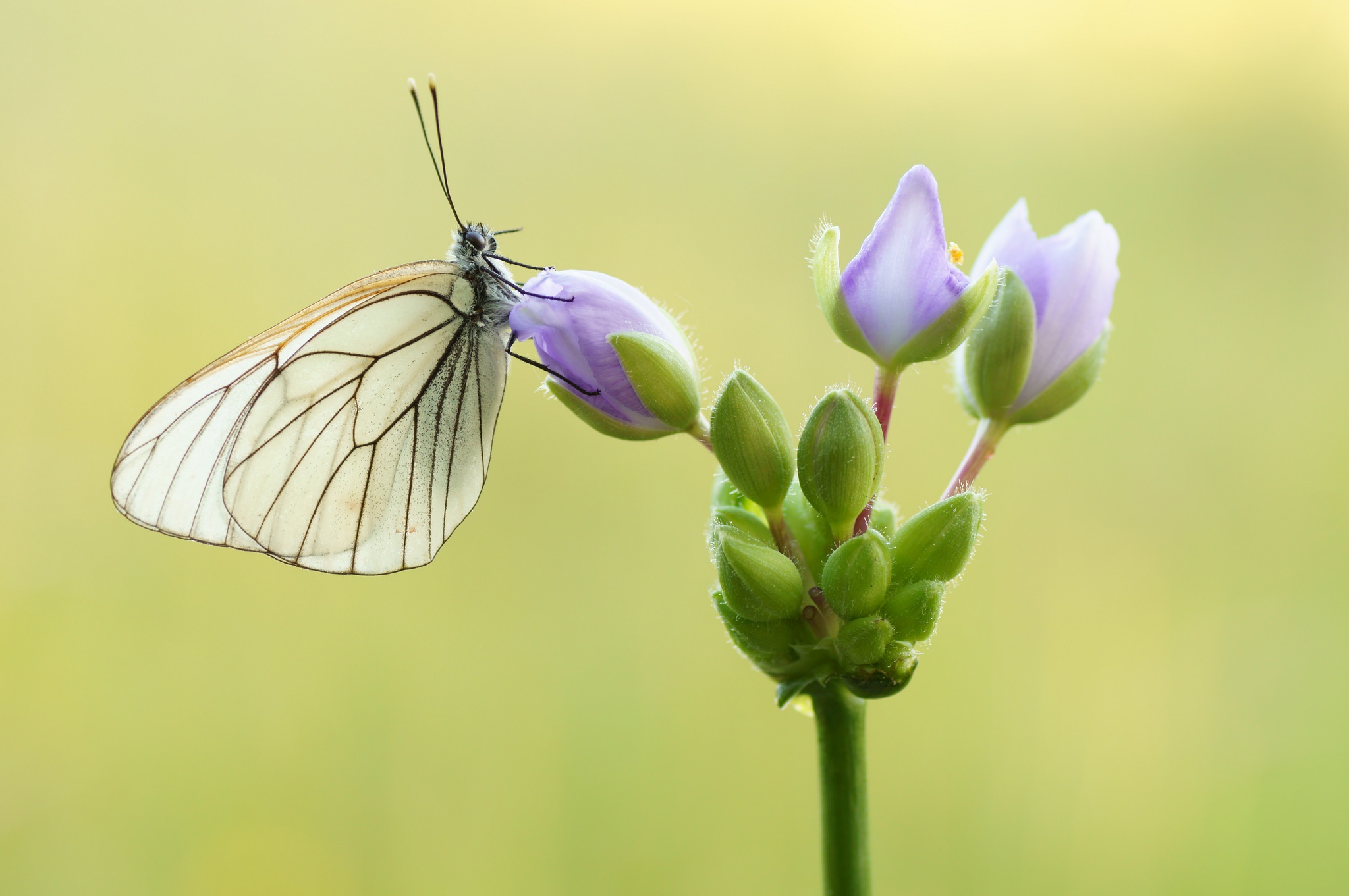 Black-veined white butterfly on purple flowers HD Wallpaper