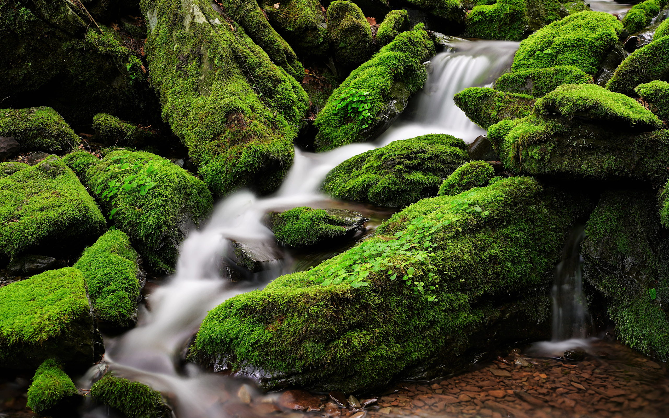 Mossy rocks with a small waterfall in a forest HD Wallpaper