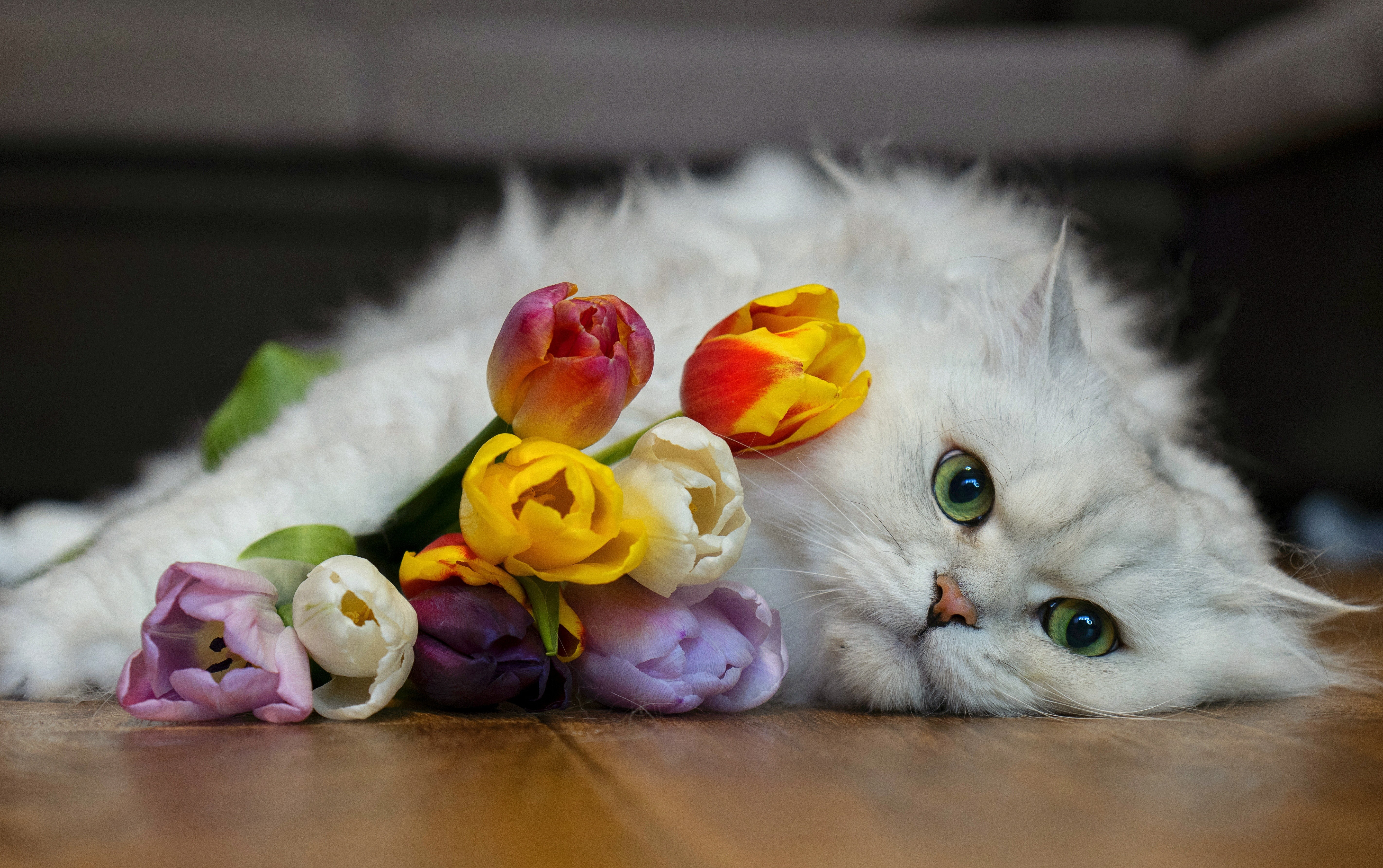 White cat with colorful tulips HD Wallpaper