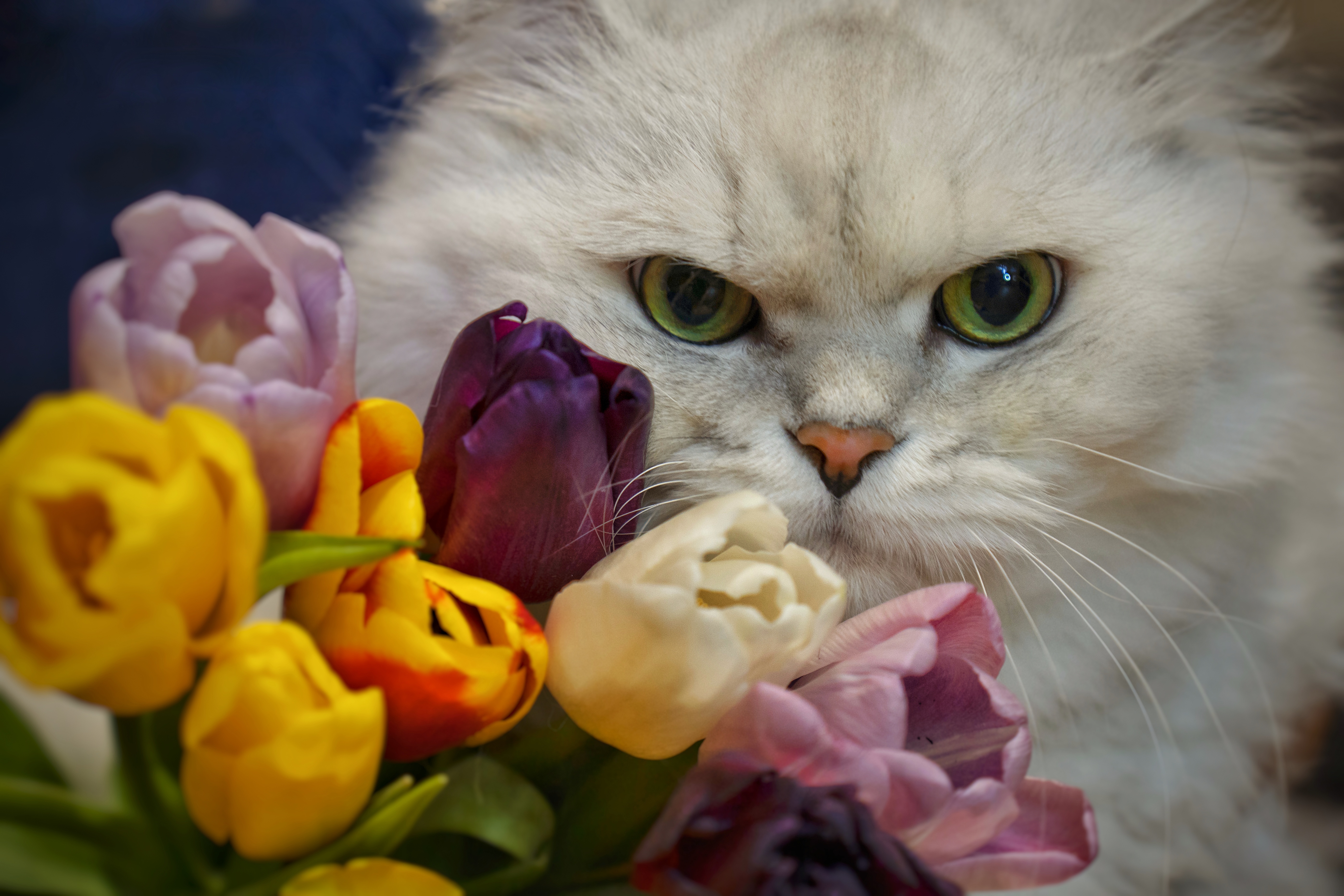 Cat with a bouquet of tulips HD Wallpaper